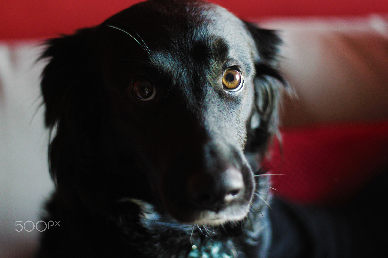 Canon EOS 7D + Canon EF 50mm f/1.8 sample photo. Dakota photography
