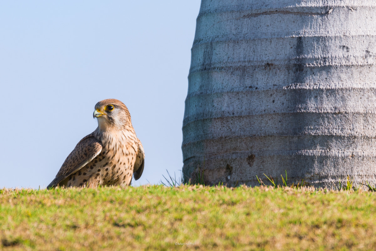 Sigma 150-600mm F5-6.3 DG OS HSM | S sample photo. Kestrel photography