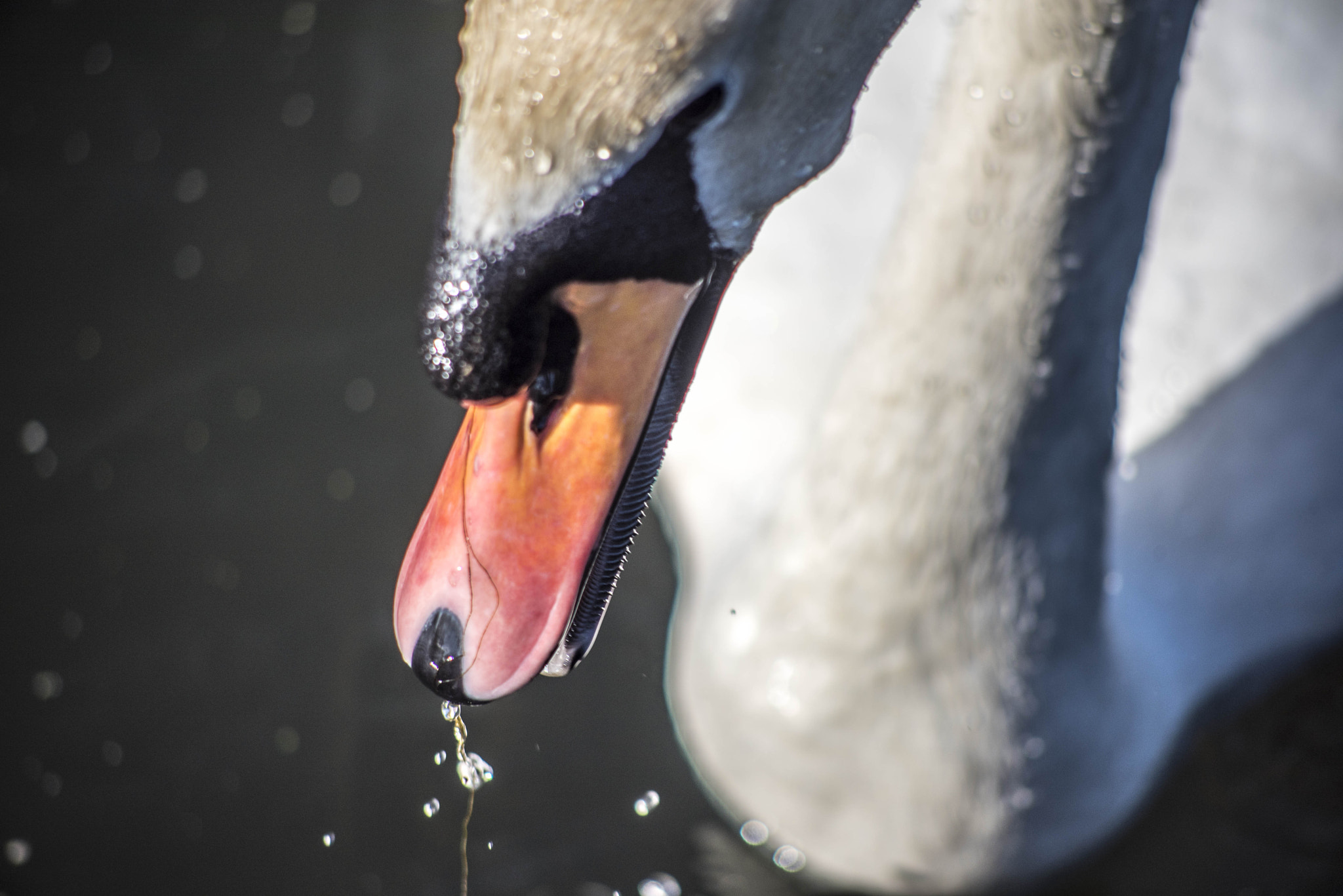 Nikon D750 + AF Nikkor 70-210mm f/4-5.6 sample photo. Like water off a swan's beak photography