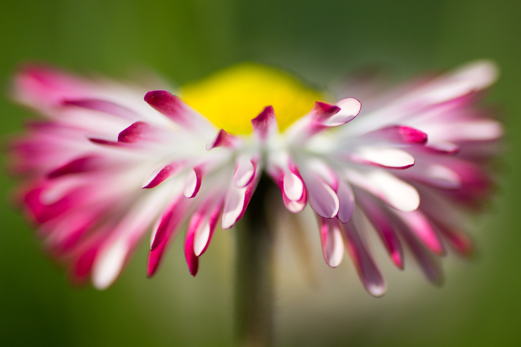 Canon EOS 650D (EOS Rebel T4i / EOS Kiss X6i) + Tamron SP AF 90mm F2.8 Di Macro sample photo. Explosion daisy photography