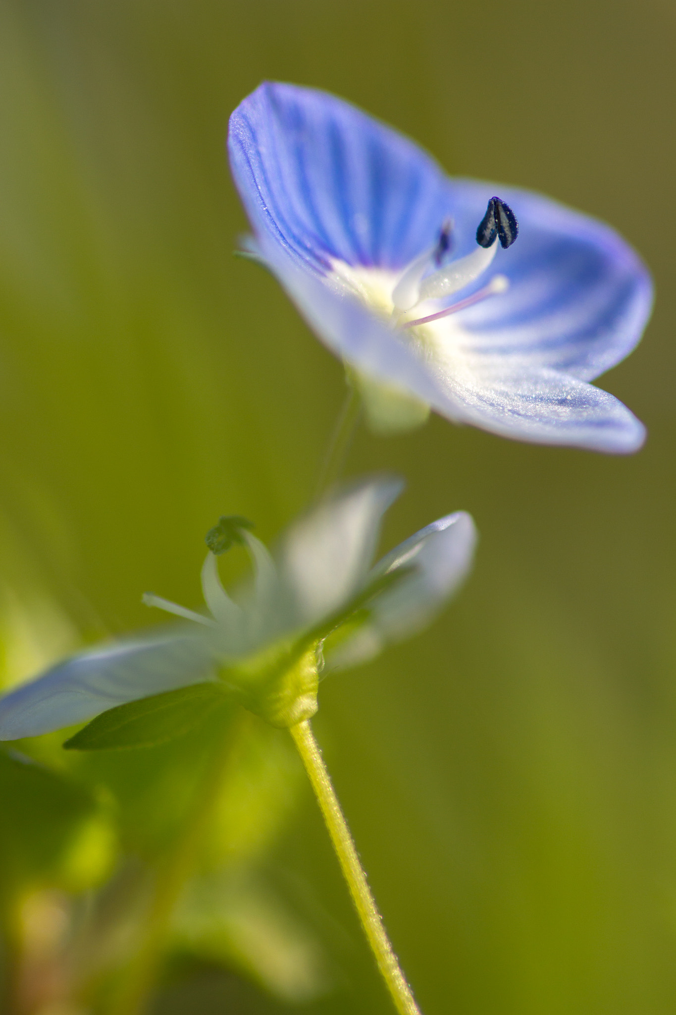 Canon EOS 650D (EOS Rebel T4i / EOS Kiss X6i) + Tamron SP AF 90mm F2.8 Di Macro sample photo. Composition of violets photography