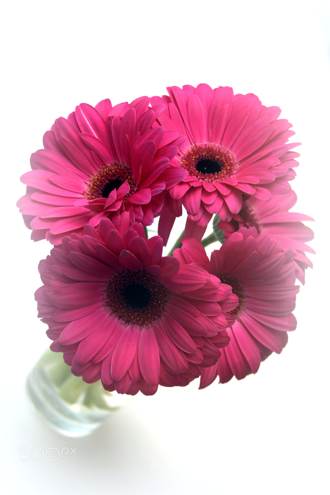 Sigma 28-90mm F3.5-5.6 Macro sample photo. Pink gerber daisy photography