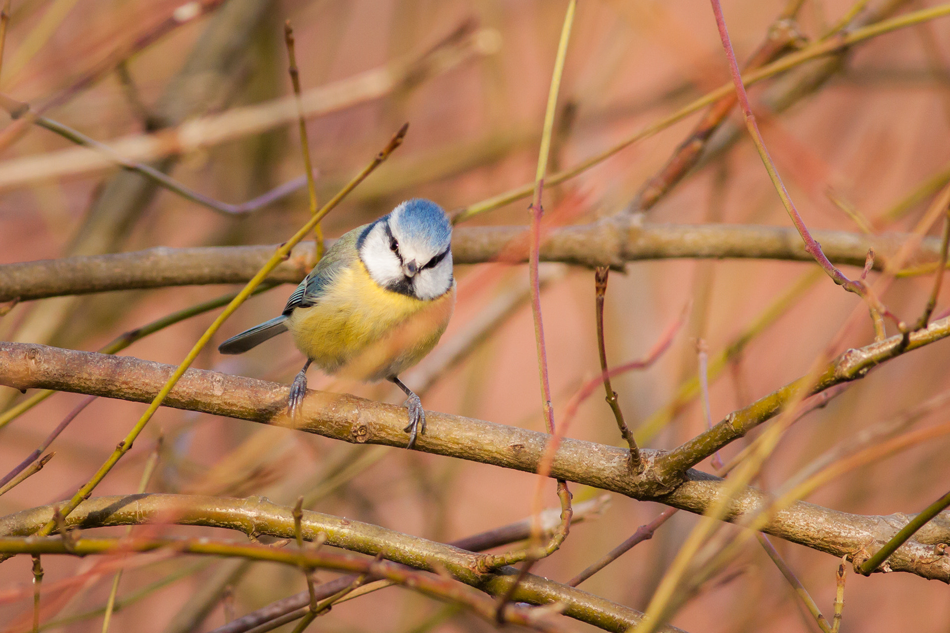 Canon EOS 50D + Canon EF 400mm F5.6L USM sample photo. Blaumeise photography