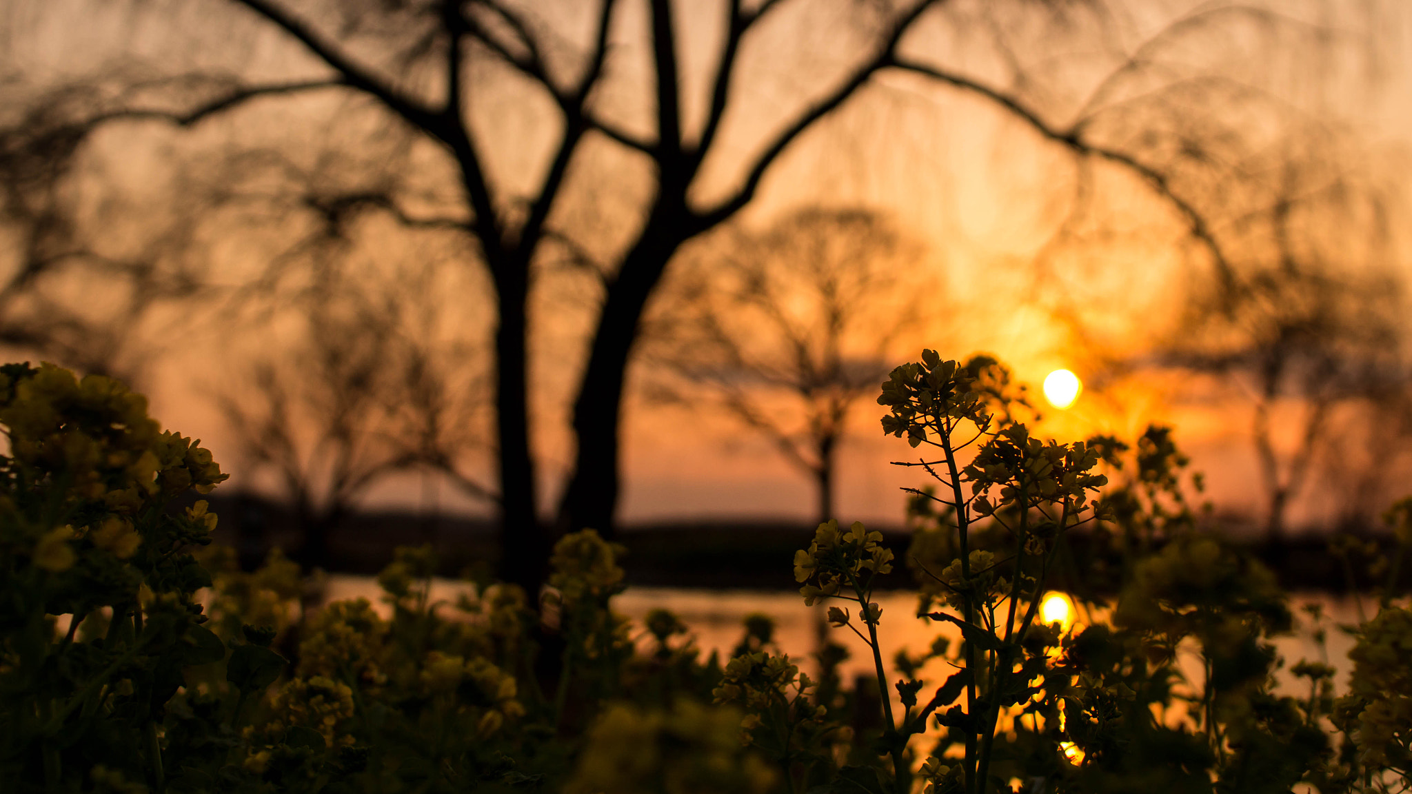 Sigma 30mm F1.4 EX DC HSM sample photo. Sunset_20160303 photography