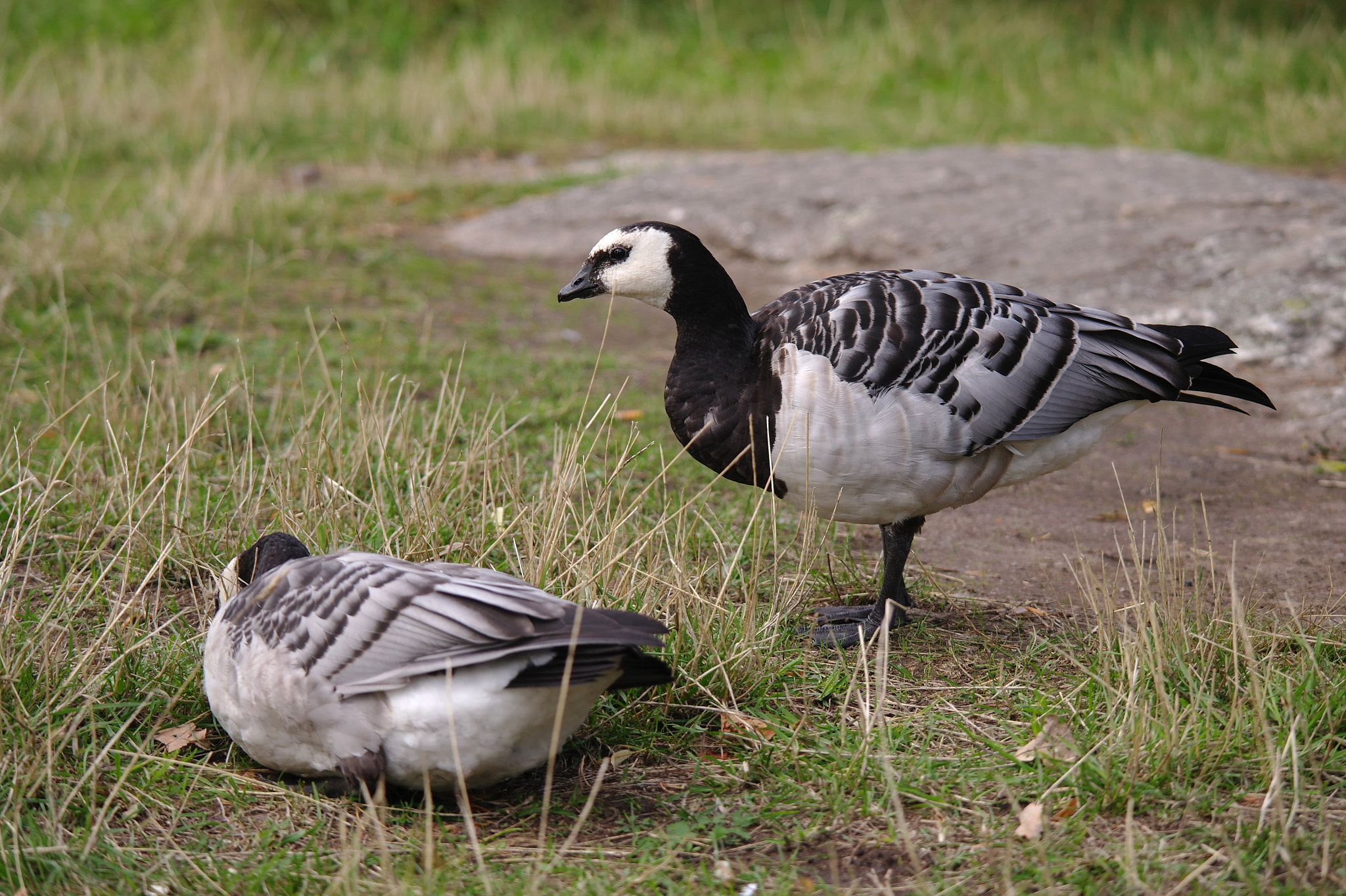 Samsung NX5 sample photo. Skansen / stockholm photography