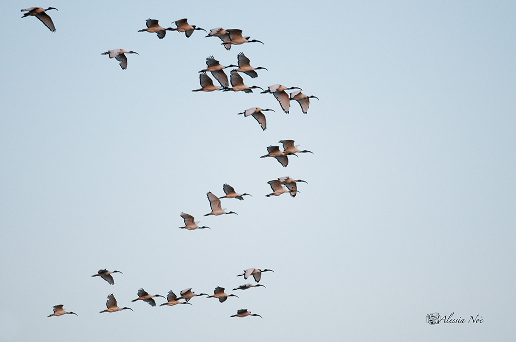 Nikon D300 + Nikon AF-S Nikkor 300mm F4D ED-IF sample photo. Flight ibis photography