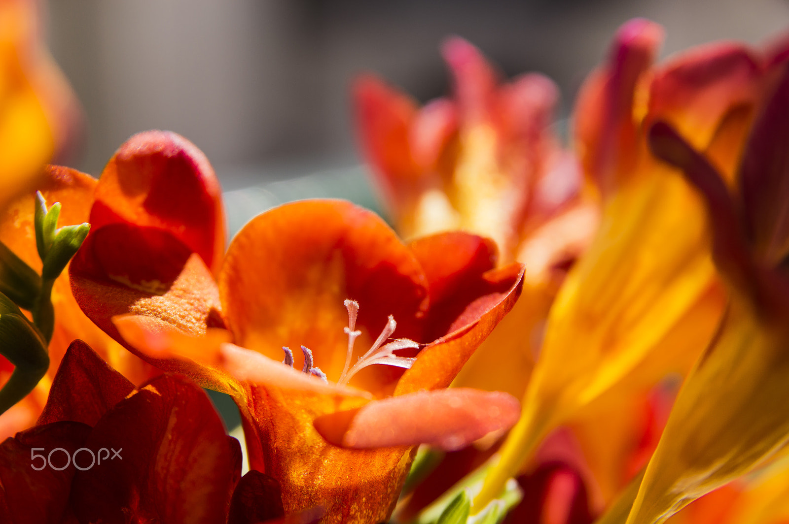 Sigma 17-70mm F2.8-4.5 DC Macro Asp. IF sample photo. Freza photography