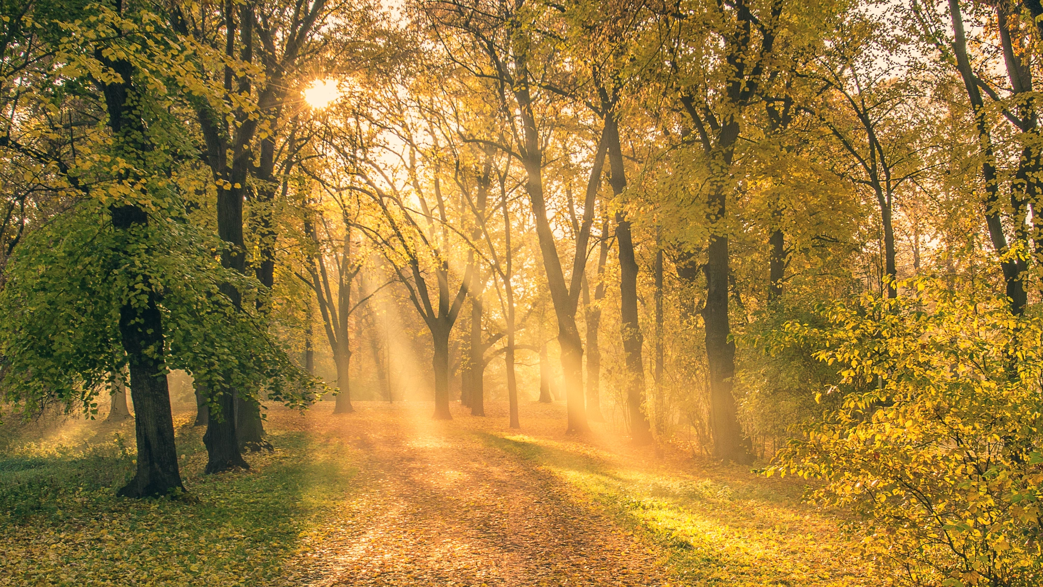 Sony a6000 + Canon EF 16-35mm F2.8L II USM sample photo. Stadtpark, magdeburg photography
