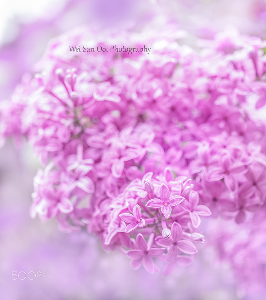 Panasonic Leica DG Macro-Elmarit 45mm F2.8 ASPH OIS sample photo. Lilac 08 photography