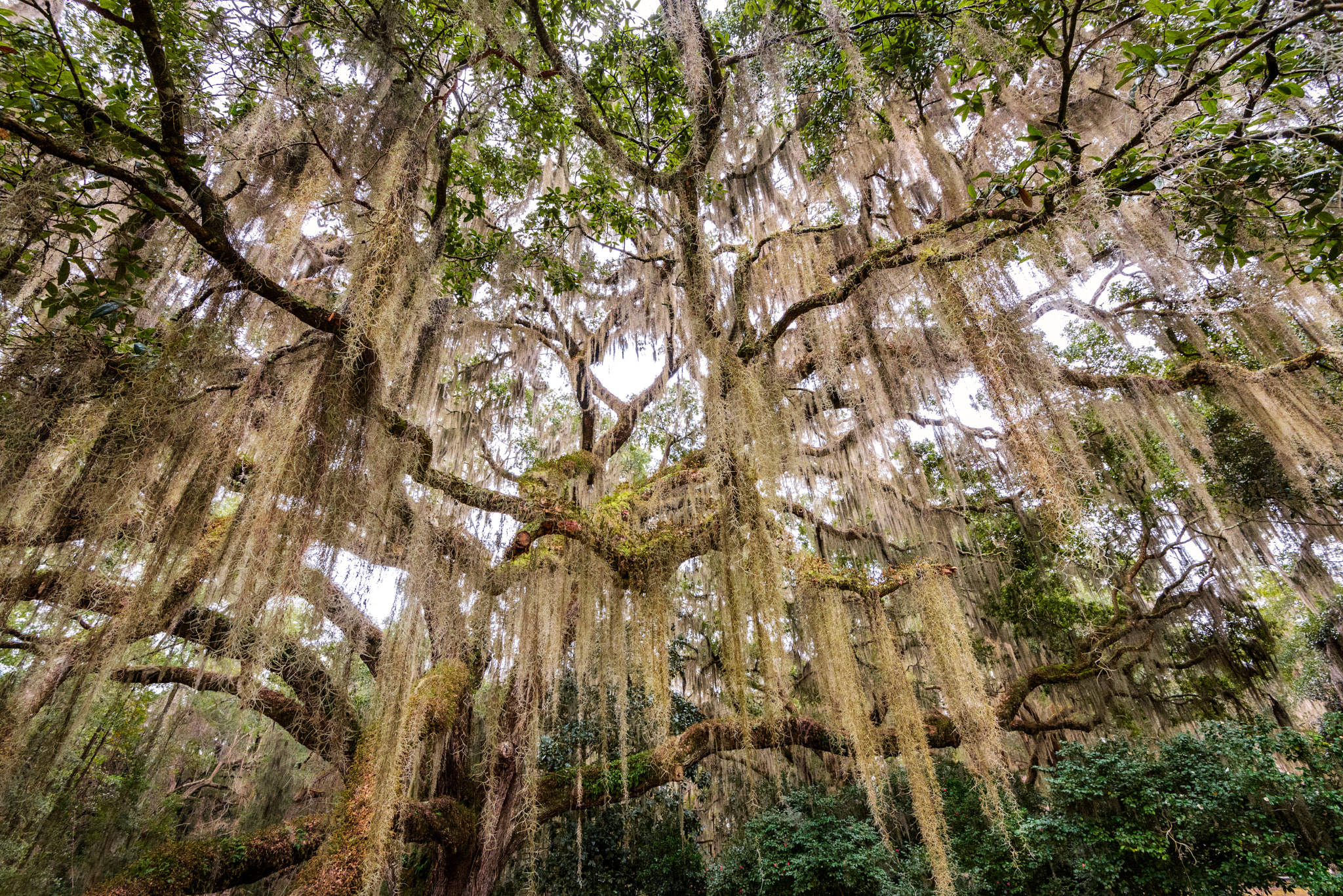 Spanish Moss