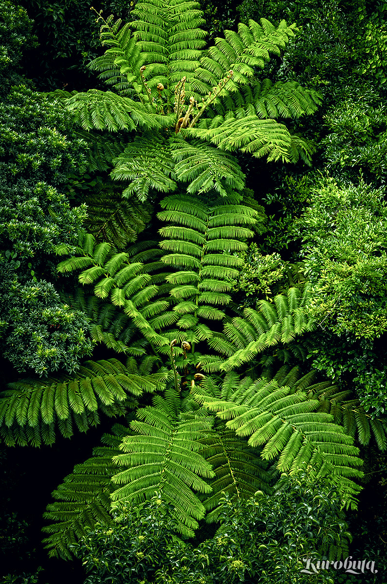 Pentax K-5 II sample photo. Flying spider-monkey tree fern photography