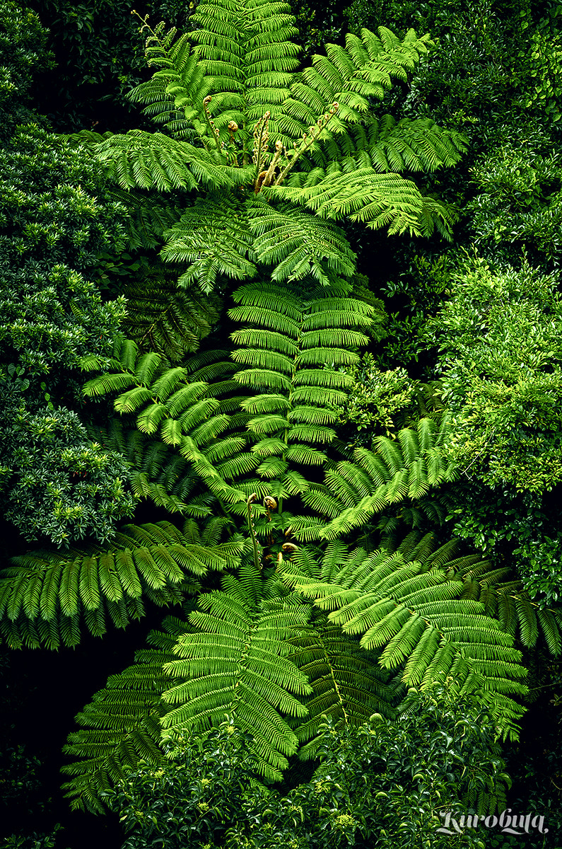 Pentax smc FA 77mm 1.8 Limited sample photo. Flying spider-monkey tree fern photography