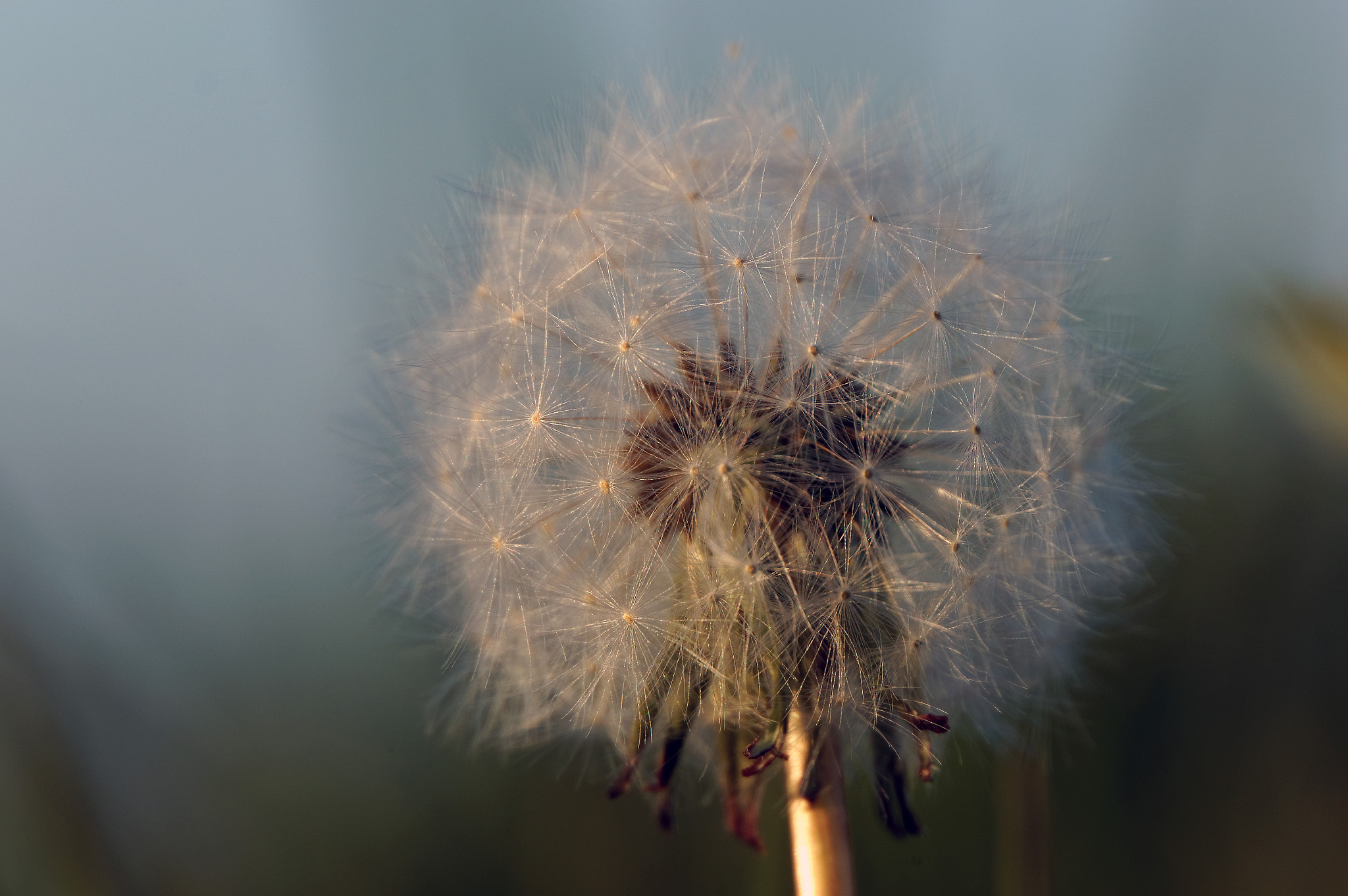 Sony E 18-200mm F3.5-6.3 OSS LE sample photo. Softly on the wind photography