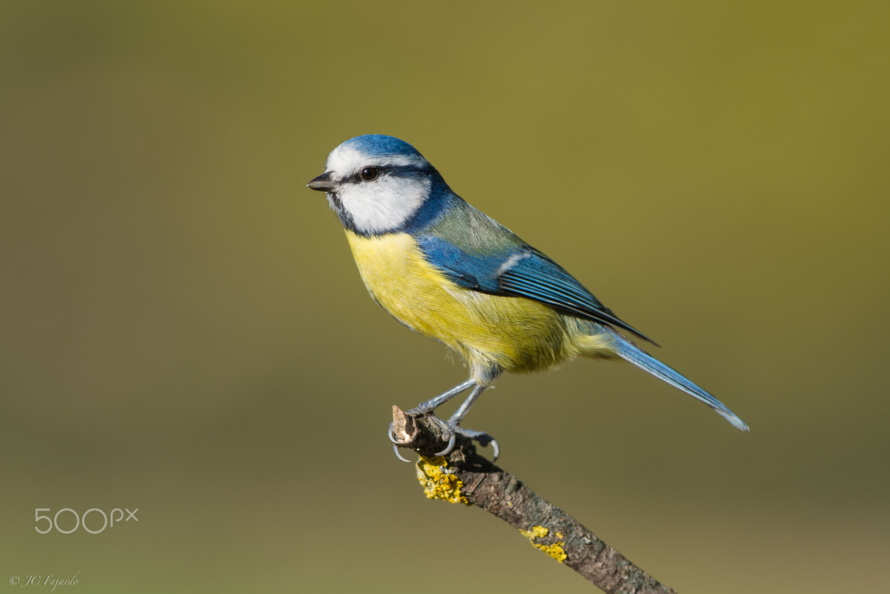 Nikon AF-S Nikkor 300mm F2.8G ED-IF VR sample photo. Little blue photography