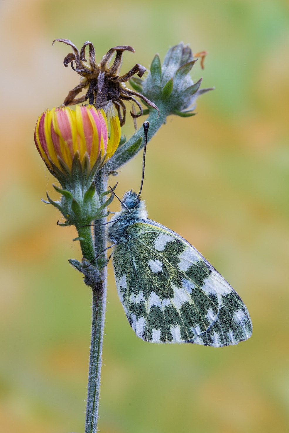 Tamron SP AF 180mm F3.5 Di LD (IF) Macro sample photo. Nascosta photography