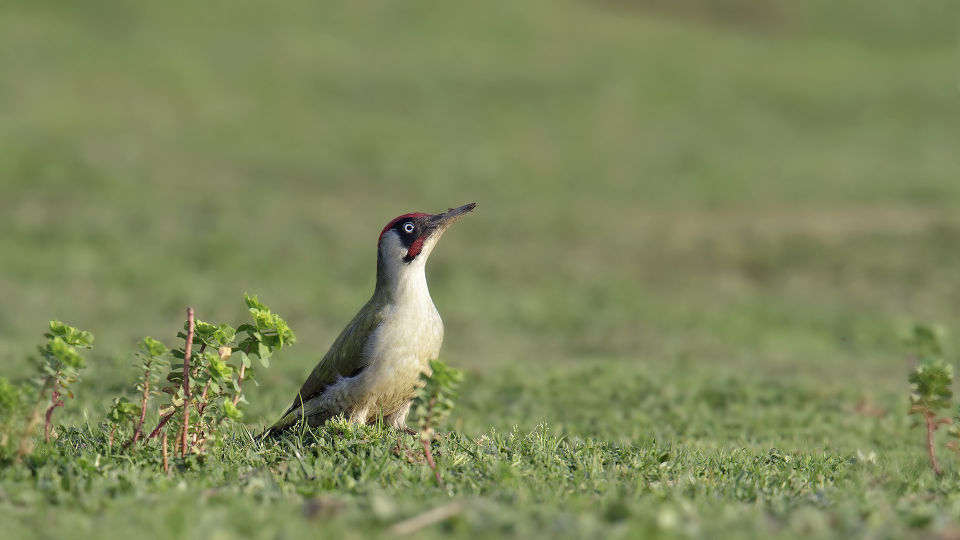 Canon EF 400mm F2.8L IS USM sample photo. Yeşil ağaçkakan, photography