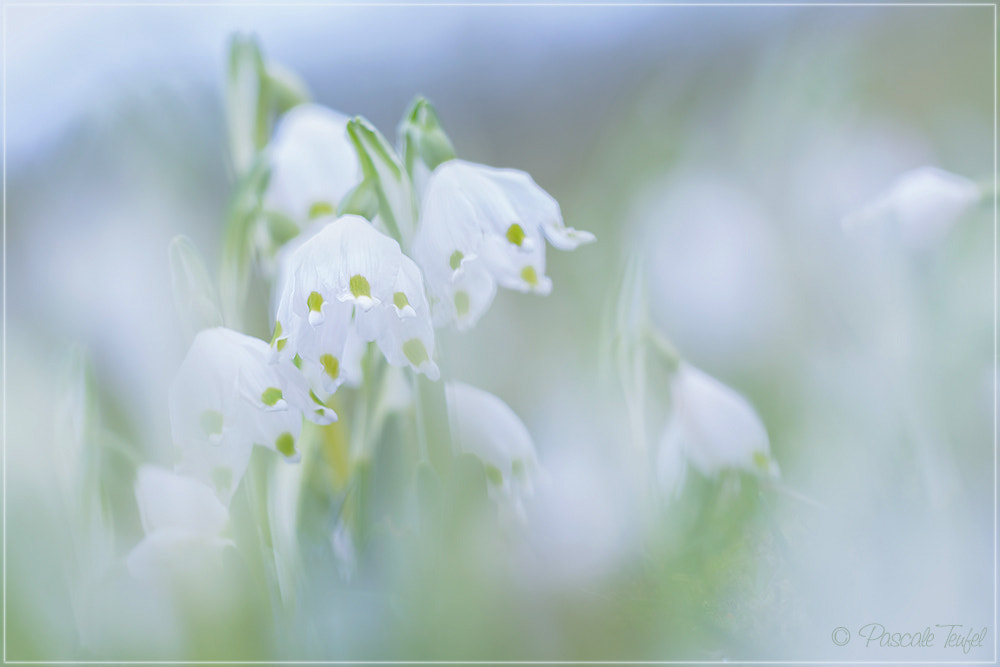 Sigma 150mm F2.8 EX DG Macro HSM sample photo. Morning bells are ringing ... ding ding dong photography