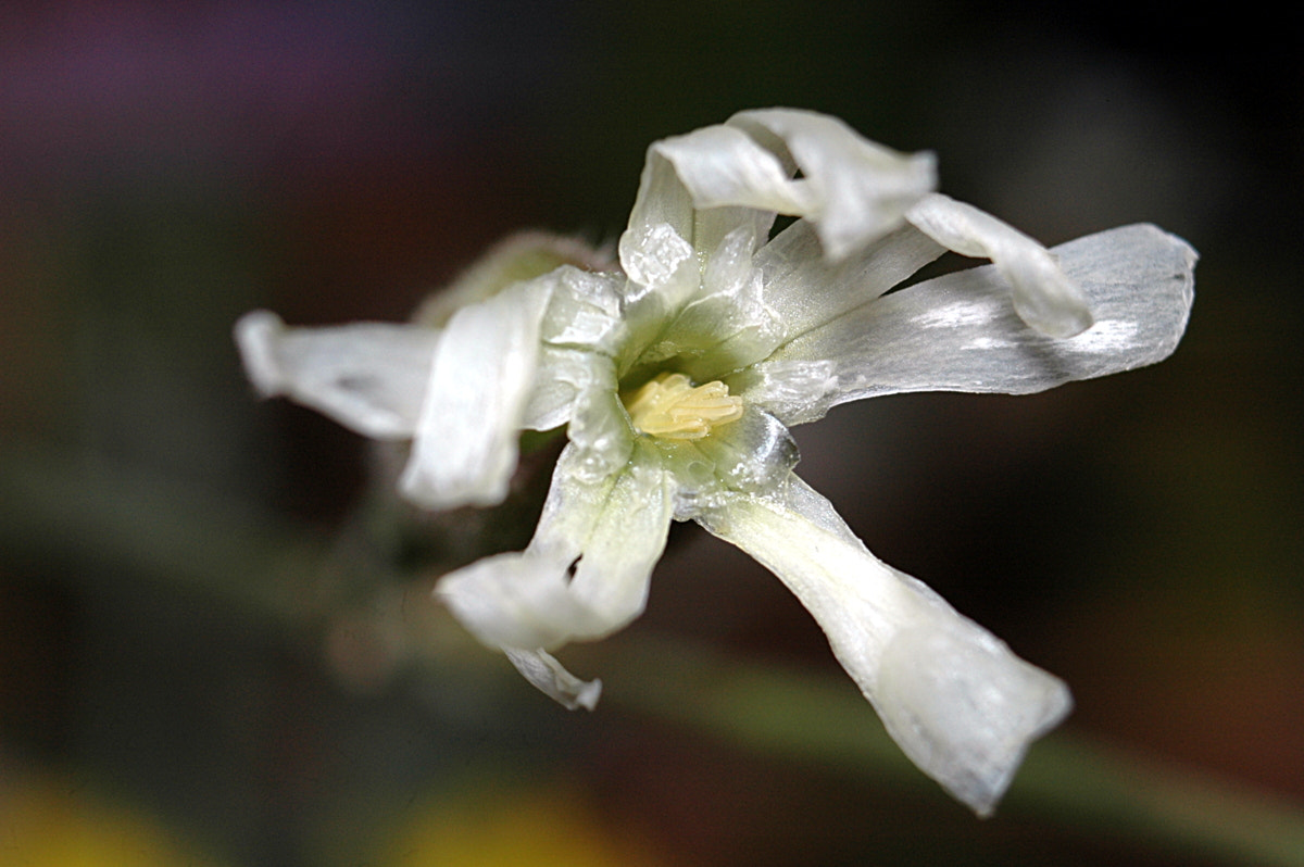 AF Zoom-Nikkor 35-70mm f/3.3-4.5 N sample photo. # photography
