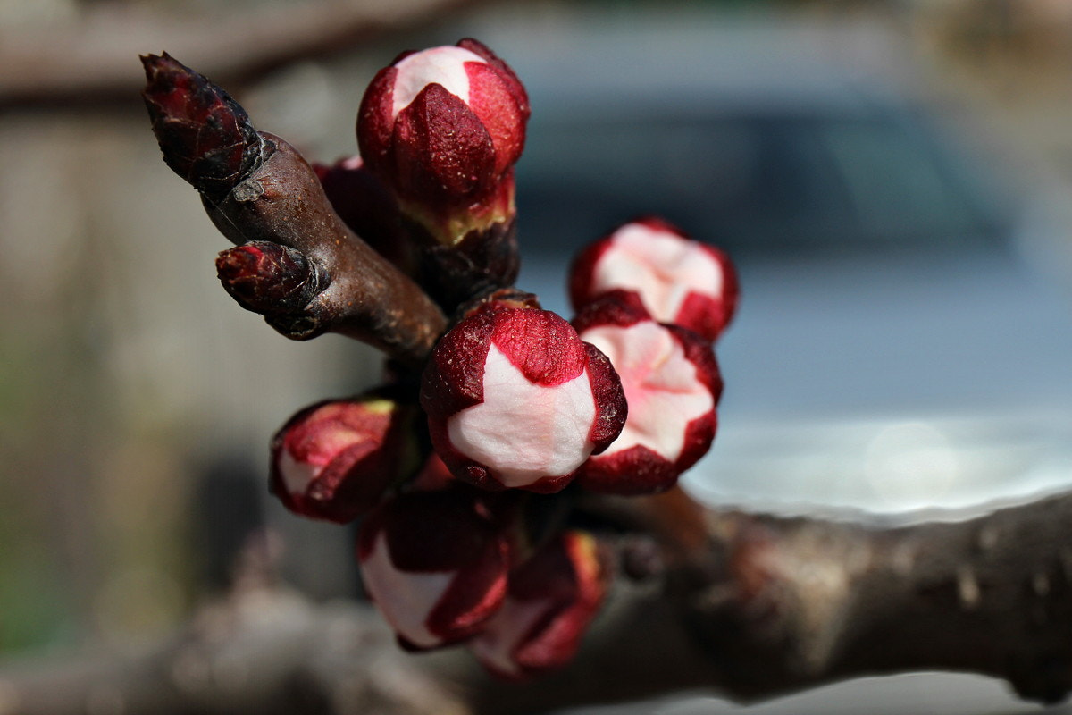 Canon EF 24-70mm F4L IS USM sample photo. Ready for the spring photography