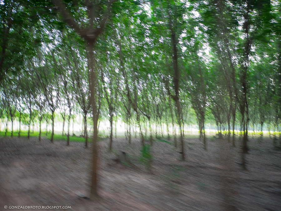 Panasonic Lumix DMC-GM1 + LEICA DG SUMMILUX 15/F1.7 sample photo. The rubber trees photography