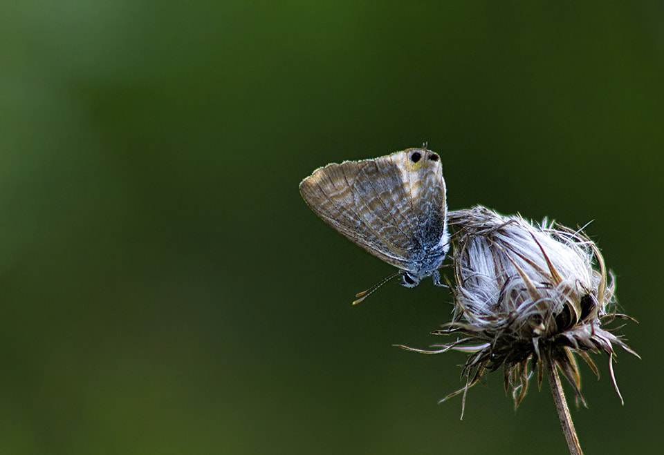 Canon EF 90-300mm F4.5-5.6 sample photo. "stay ... !" photography