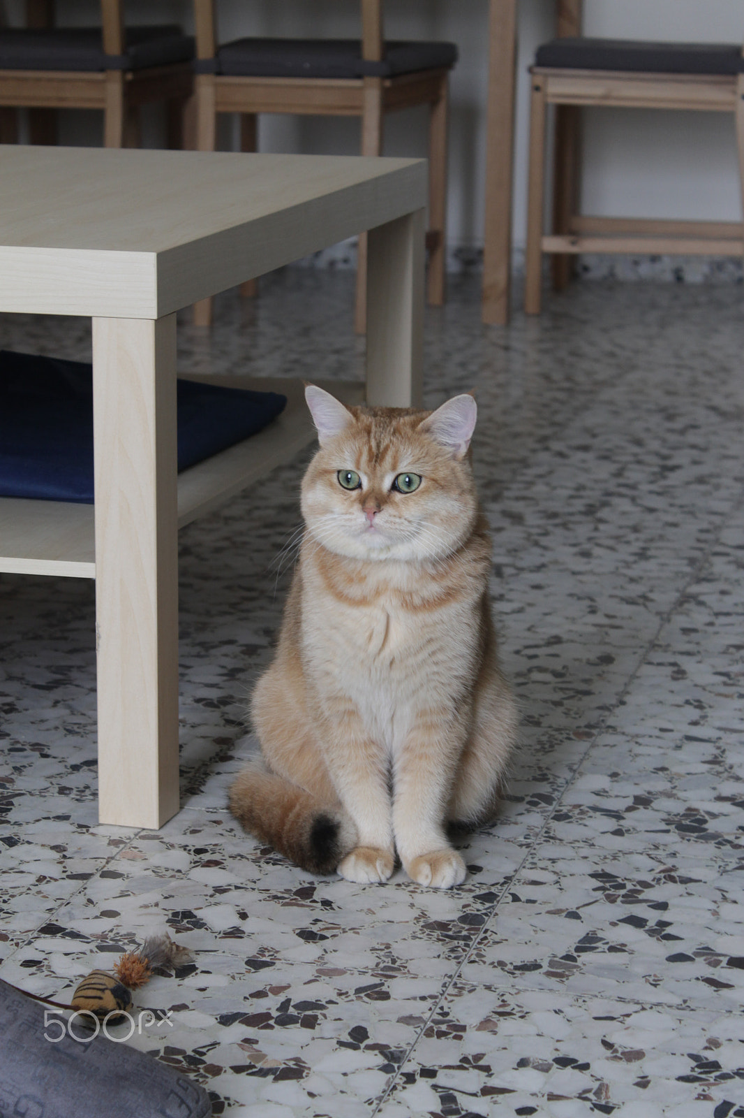 Canon EOS 1100D (EOS Rebel T3 / EOS Kiss X50) sample photo. Ideal cat. it exists. photography