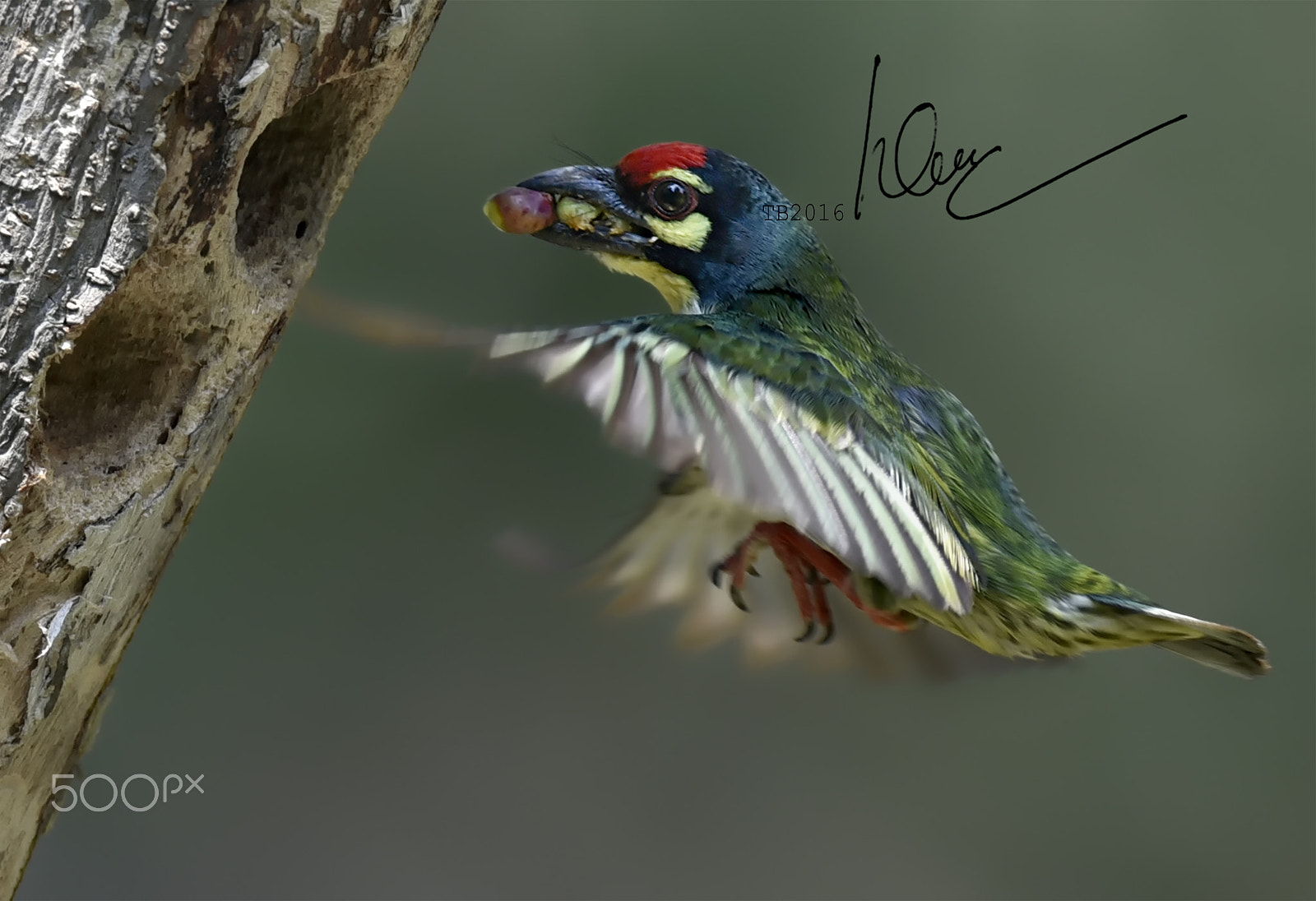 Nikon AF-S Nikkor 600mm F4D ED-IF II sample photo