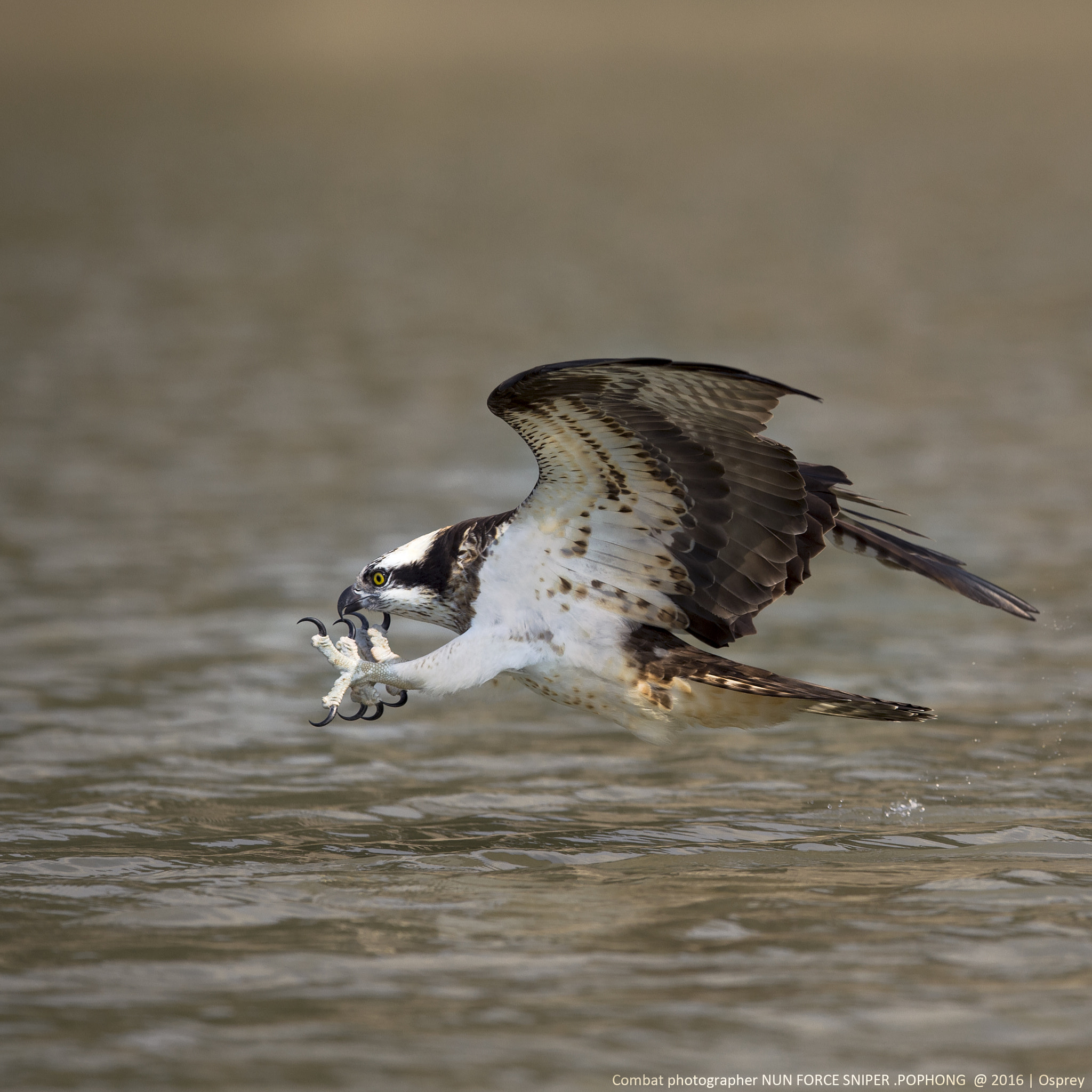 Nikon D4S sample photo. Osprey photography