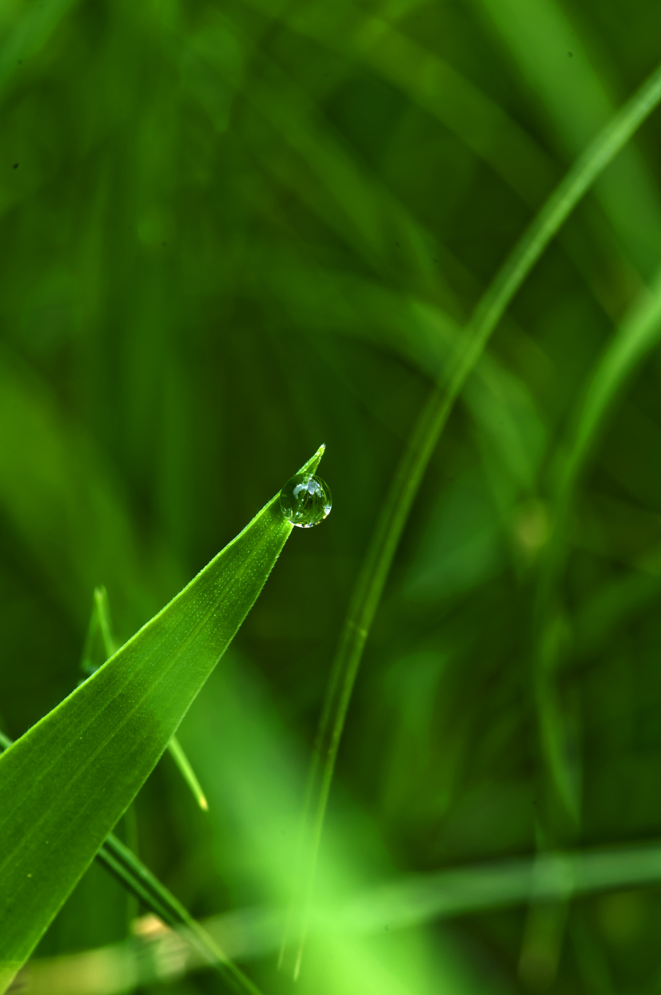 Pentax smc D-FA 100mm F2.8 Macro WR sample photo
