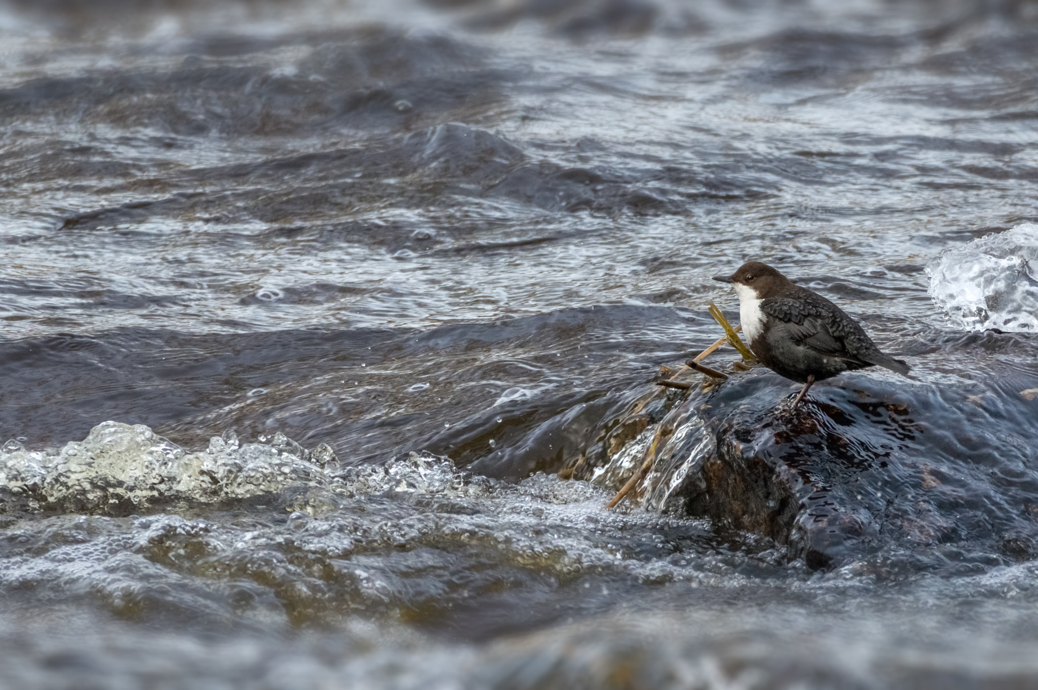 Nikon D3200 + Sigma 150-600mm F5-6.3 DG OS HSM | C sample photo. White-throated dipper photography