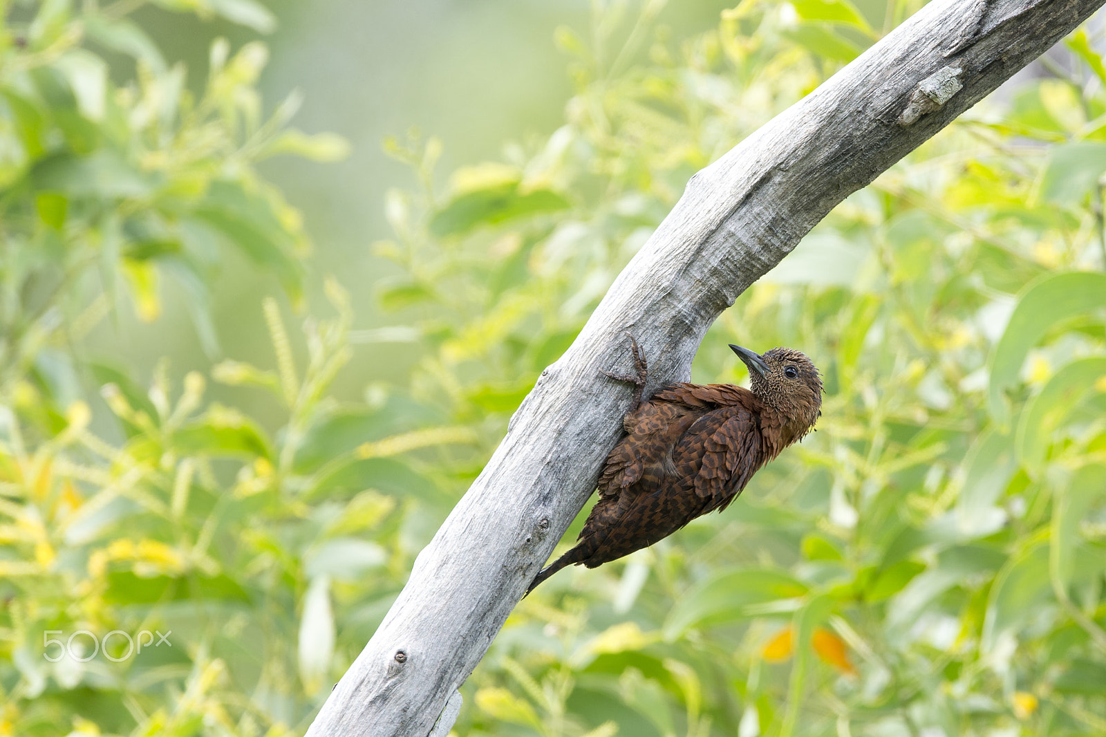 Nikon D4 sample photo. Rufous woodpecker photography