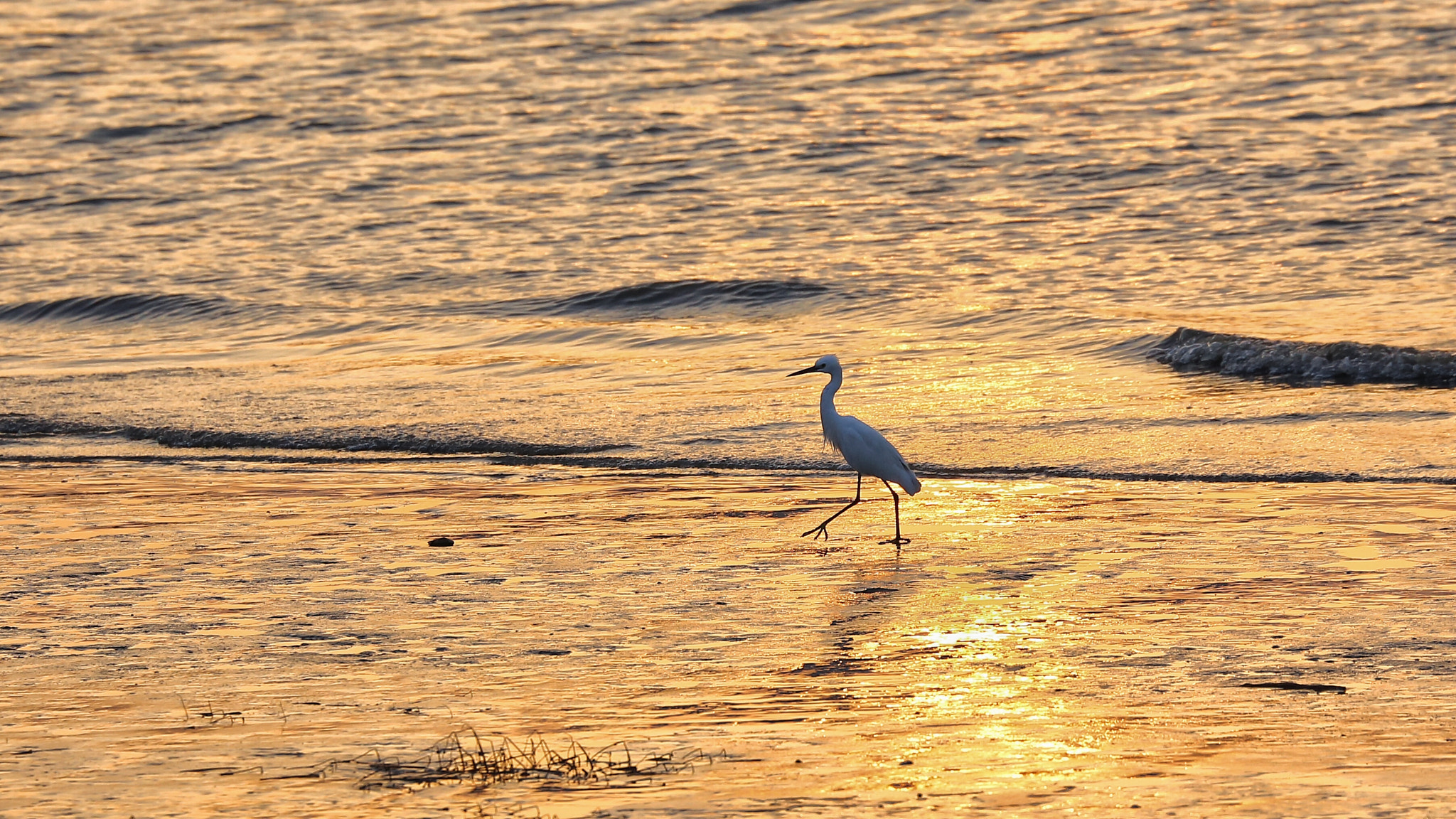 Canon EF 70-300mm F4-5.6L IS USM sample photo