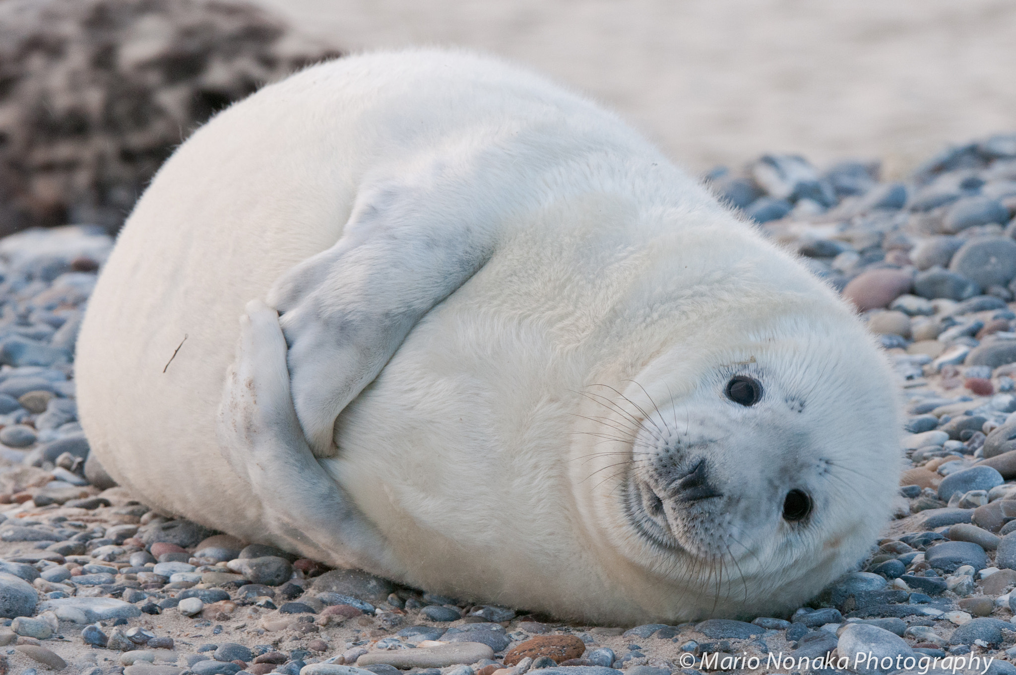 Nikon AF-S Nikkor 200-400mm F4G ED-IF VR sample photo. Cute seal pup photography