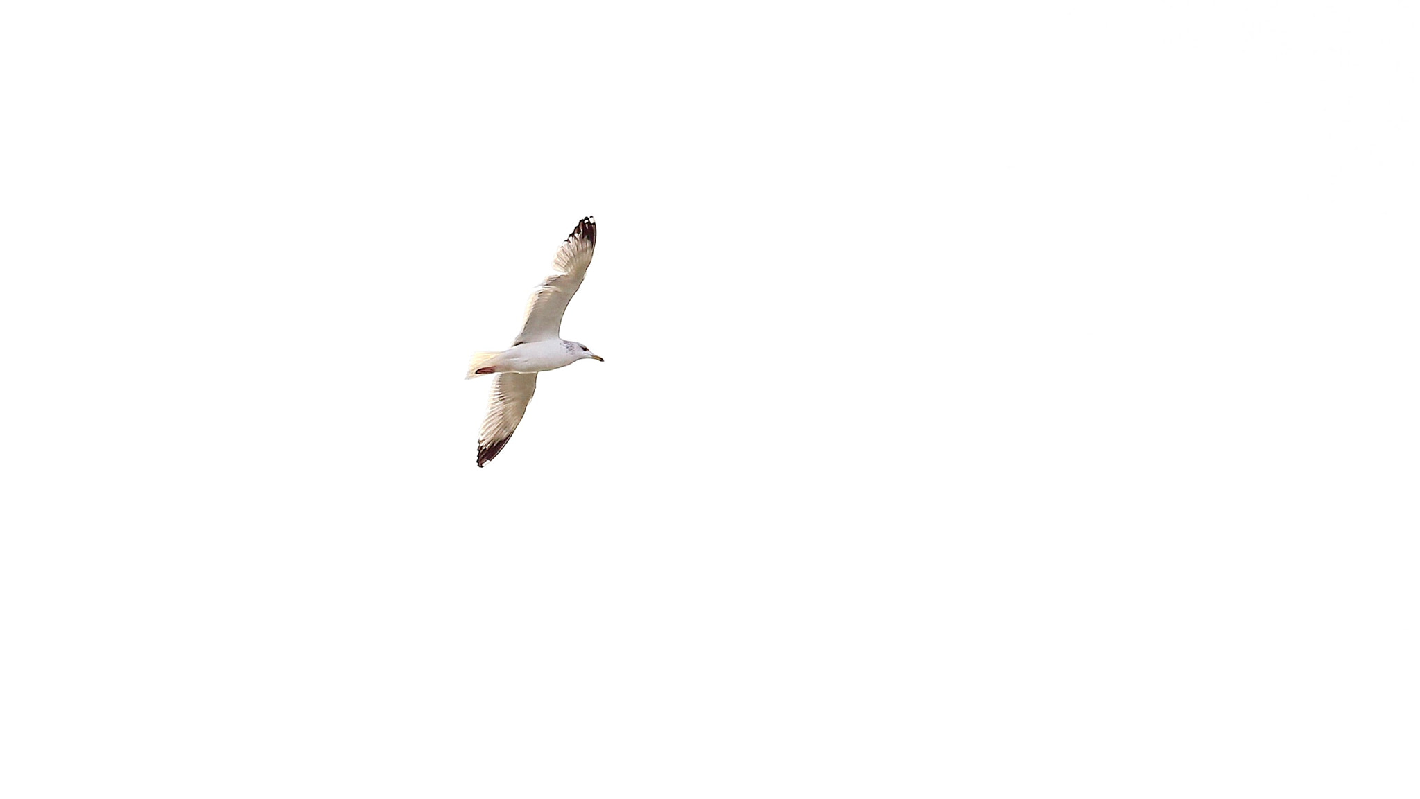 Canon EF 70-300mm F4-5.6L IS USM sample photo