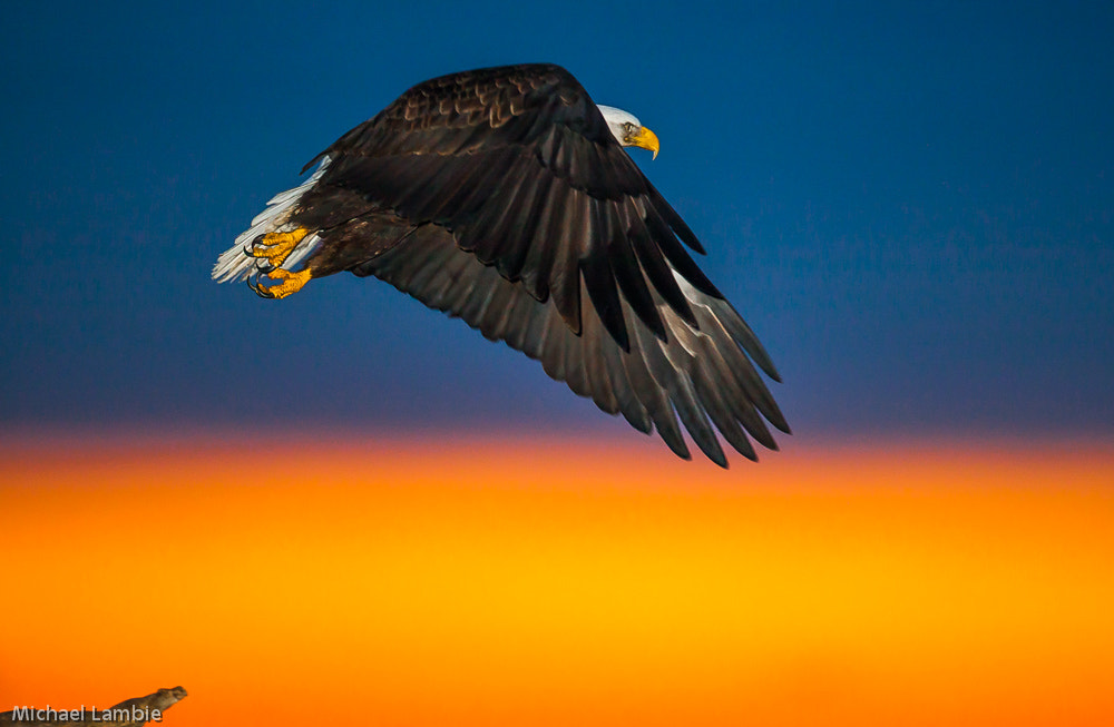 Canon EF 400mm F2.8L IS USM sample photo. Into the fire photography