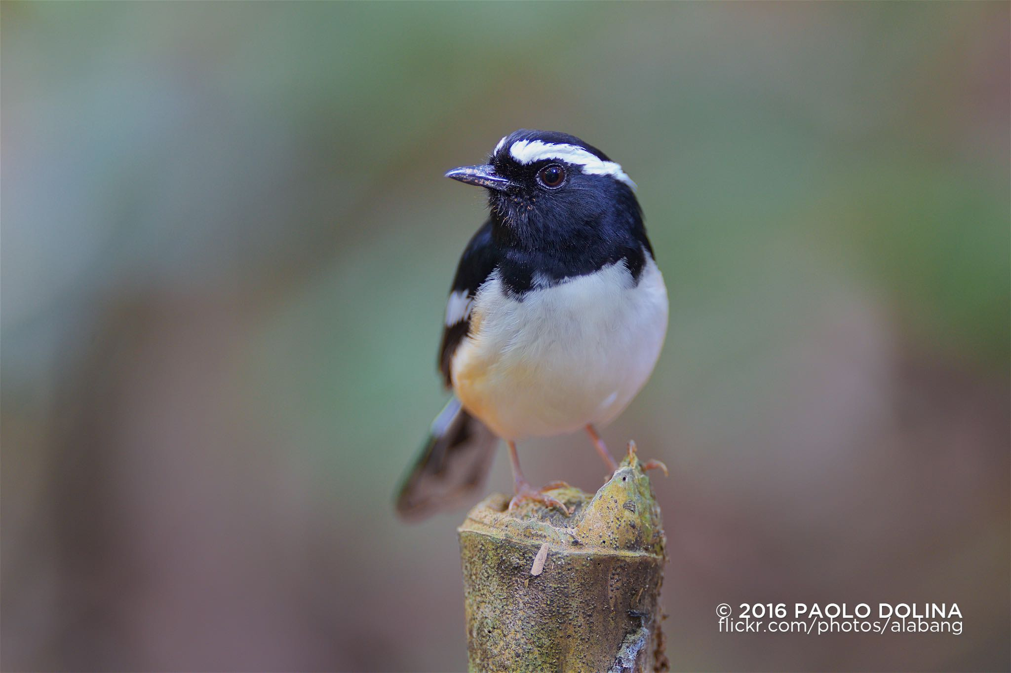 Canon EOS-1D Mark IV + Canon EF 200mm F2L IS USM sample photo. White-browed shama (copsychus luzoniensis) photography