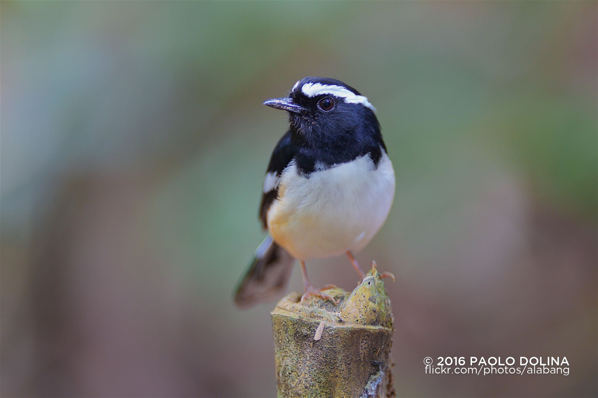 Canon EF 200mm F2L IS USM sample photo. White-browed shama (copsychus luzoniensis) photography