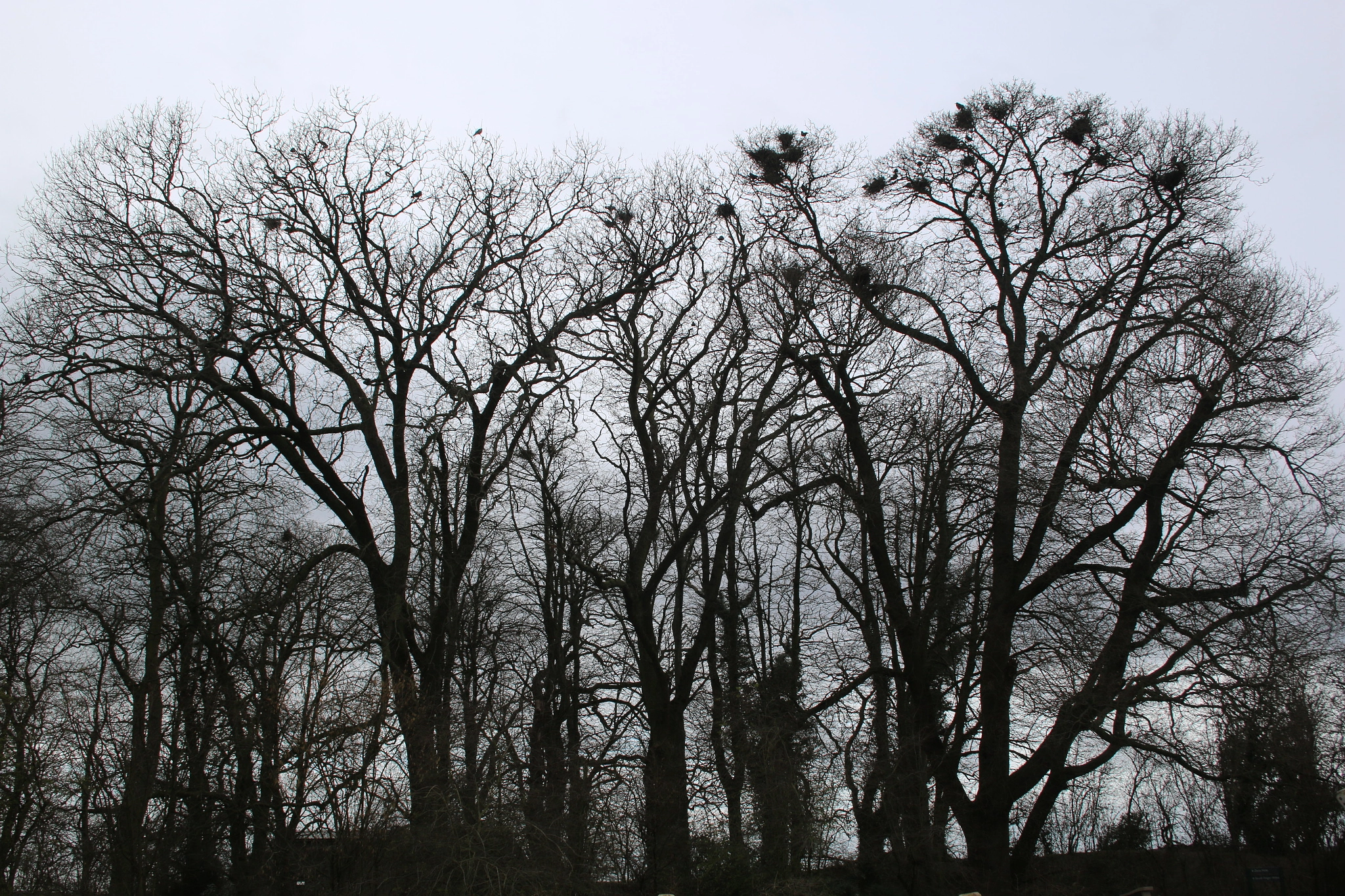 Canon EF-S 18-55mm F3.5-5.6 sample photo. The rookery photography