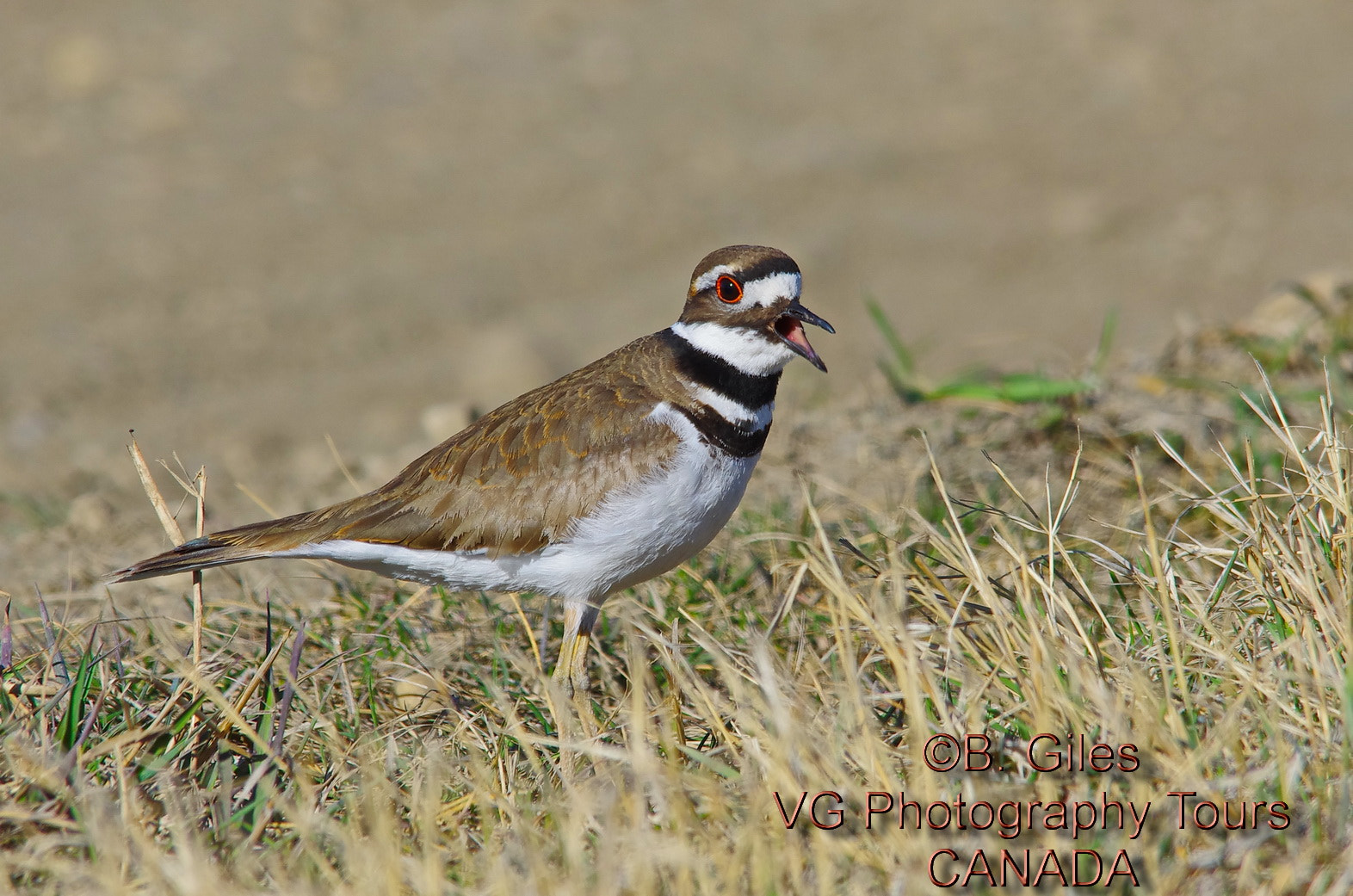 Sigma 150-500mm F5-6.3 DG OS HSM sample photo. On territory photography