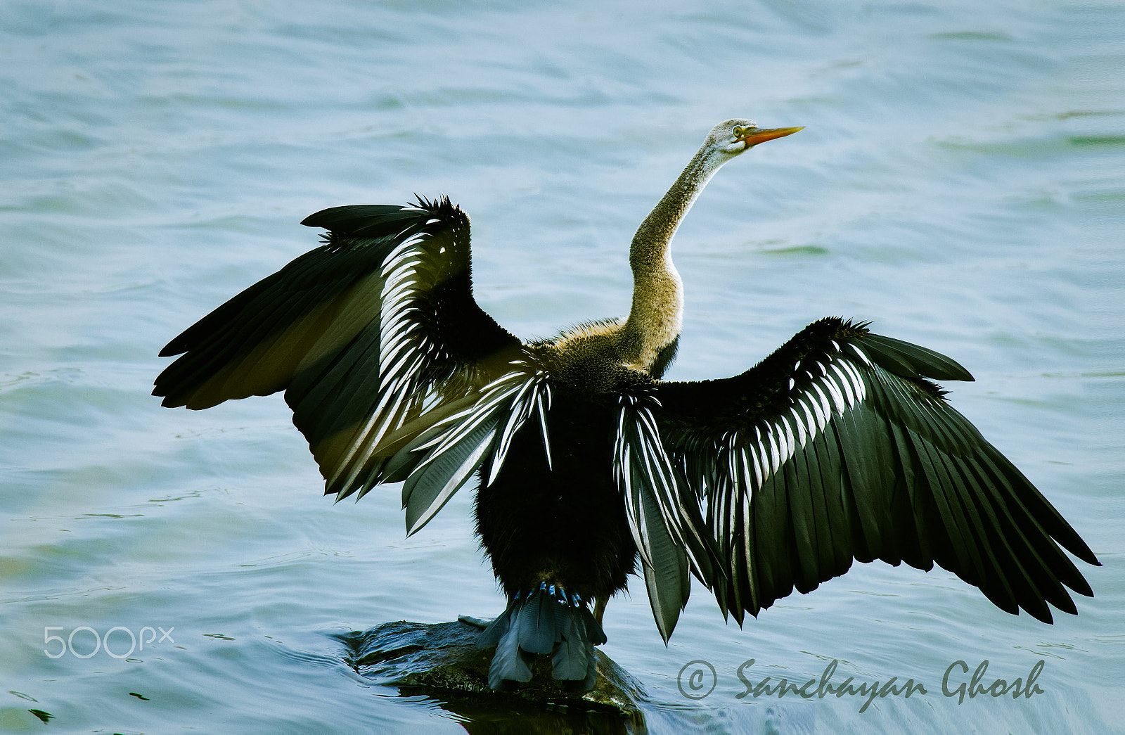 Canon EF 300mm F2.8L IS USM sample photo. Flagging.. photography