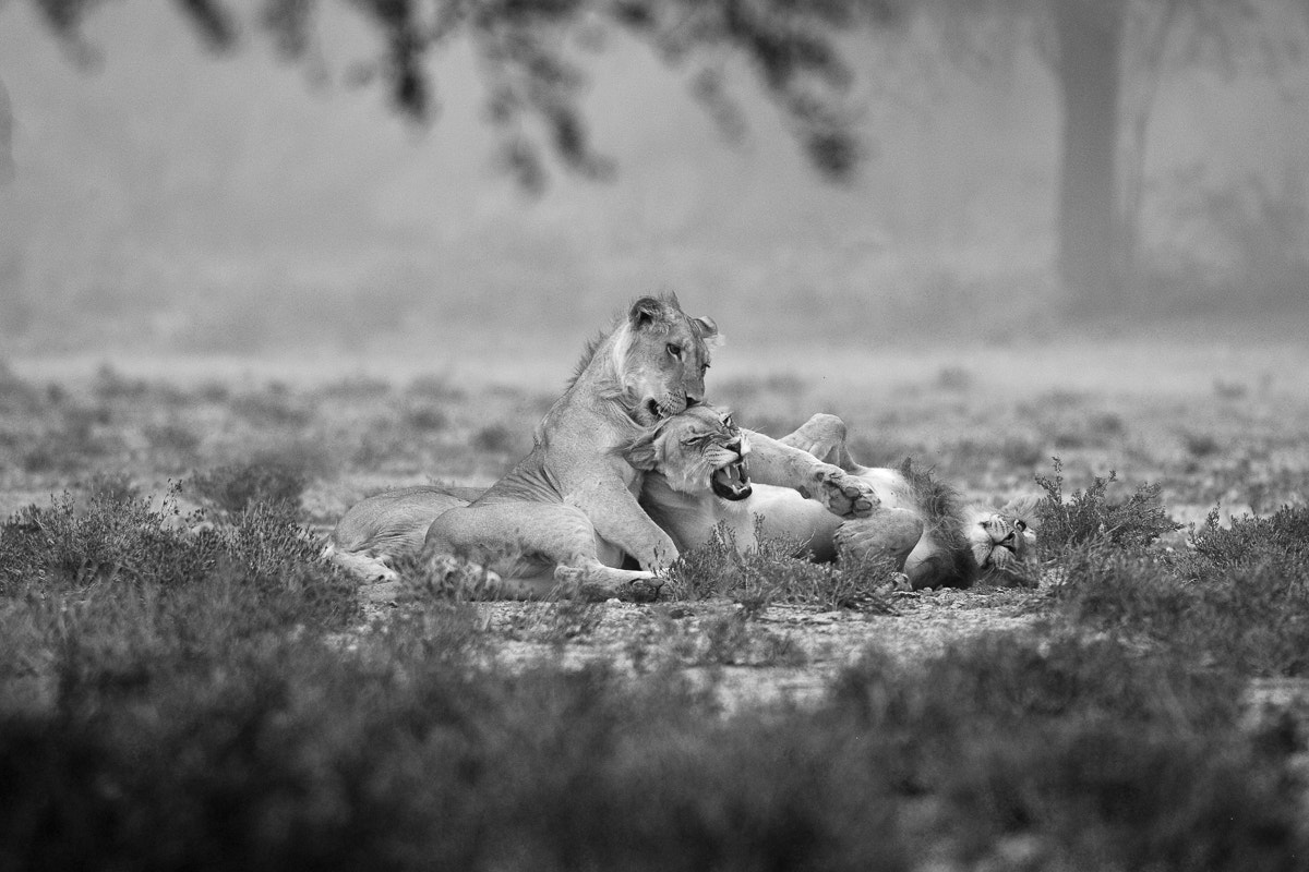 Nikon D4S + Nikon AF-S Nikkor 500mm F4G ED VR sample photo. Play photography