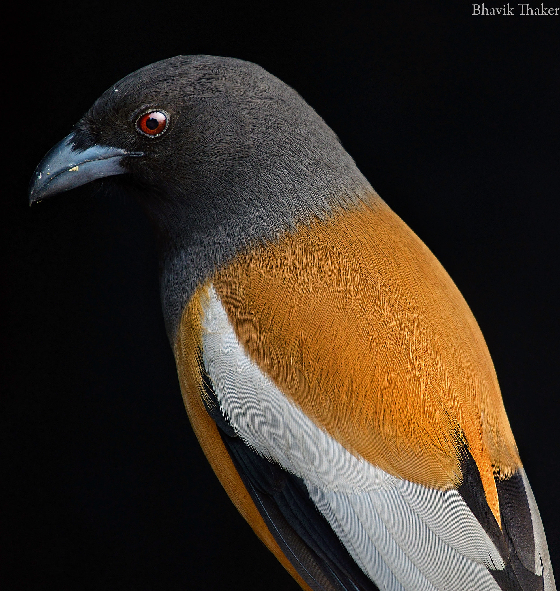 Nikon D7000 + Nikon AF Nikkor 24mm F2.8D sample photo. Rufous treepie photography