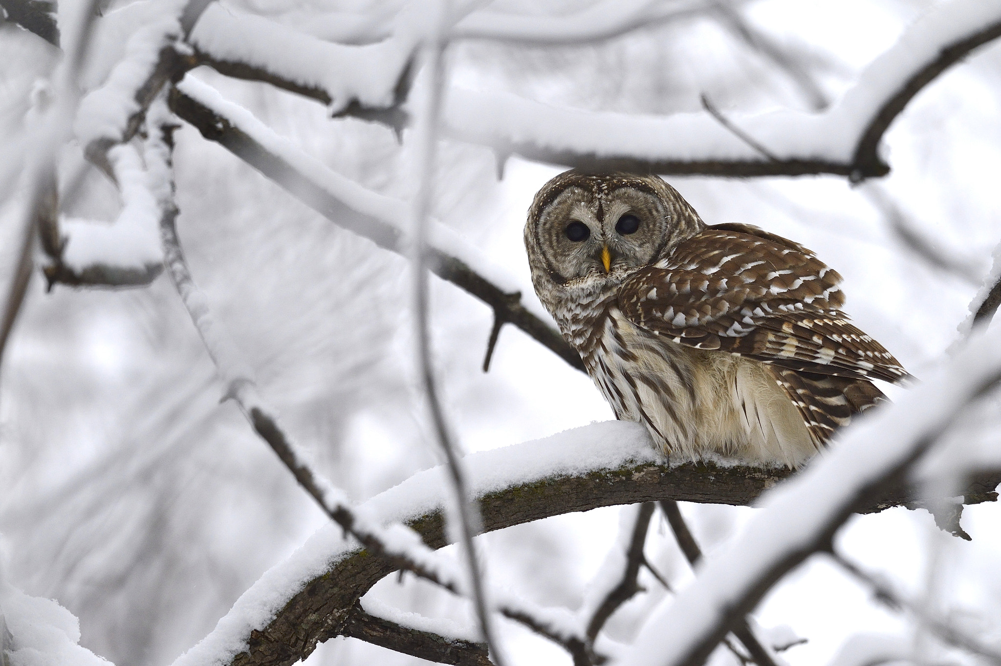 Nikon D4 + Sigma 24-60mm F2.8 EX DG sample photo. Chouette rayée, strix varia, barred owl photography