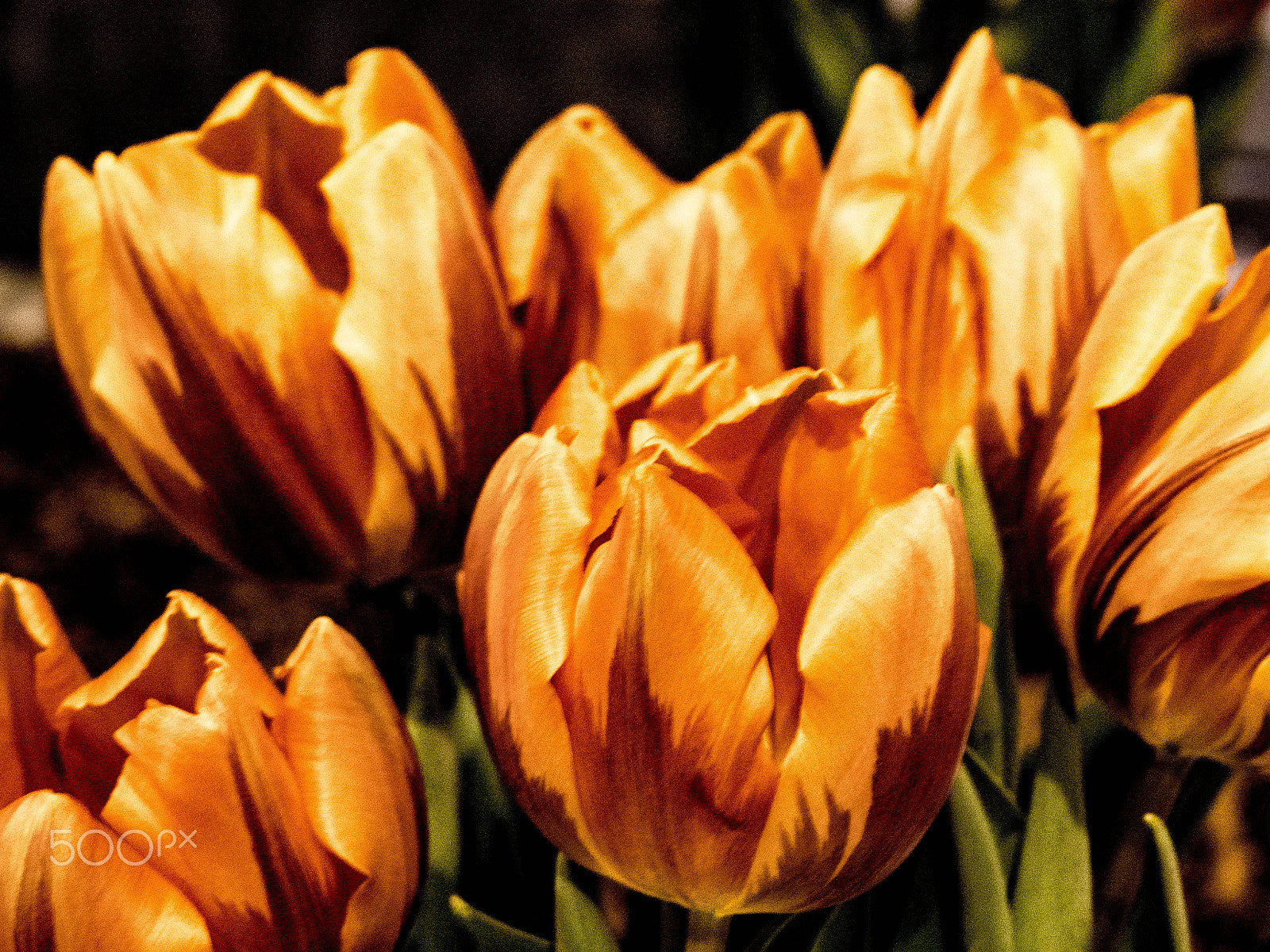 Panasonic Leica DG Macro-Elmarit 45mm F2.8 ASPH OIS sample photo. Best photography