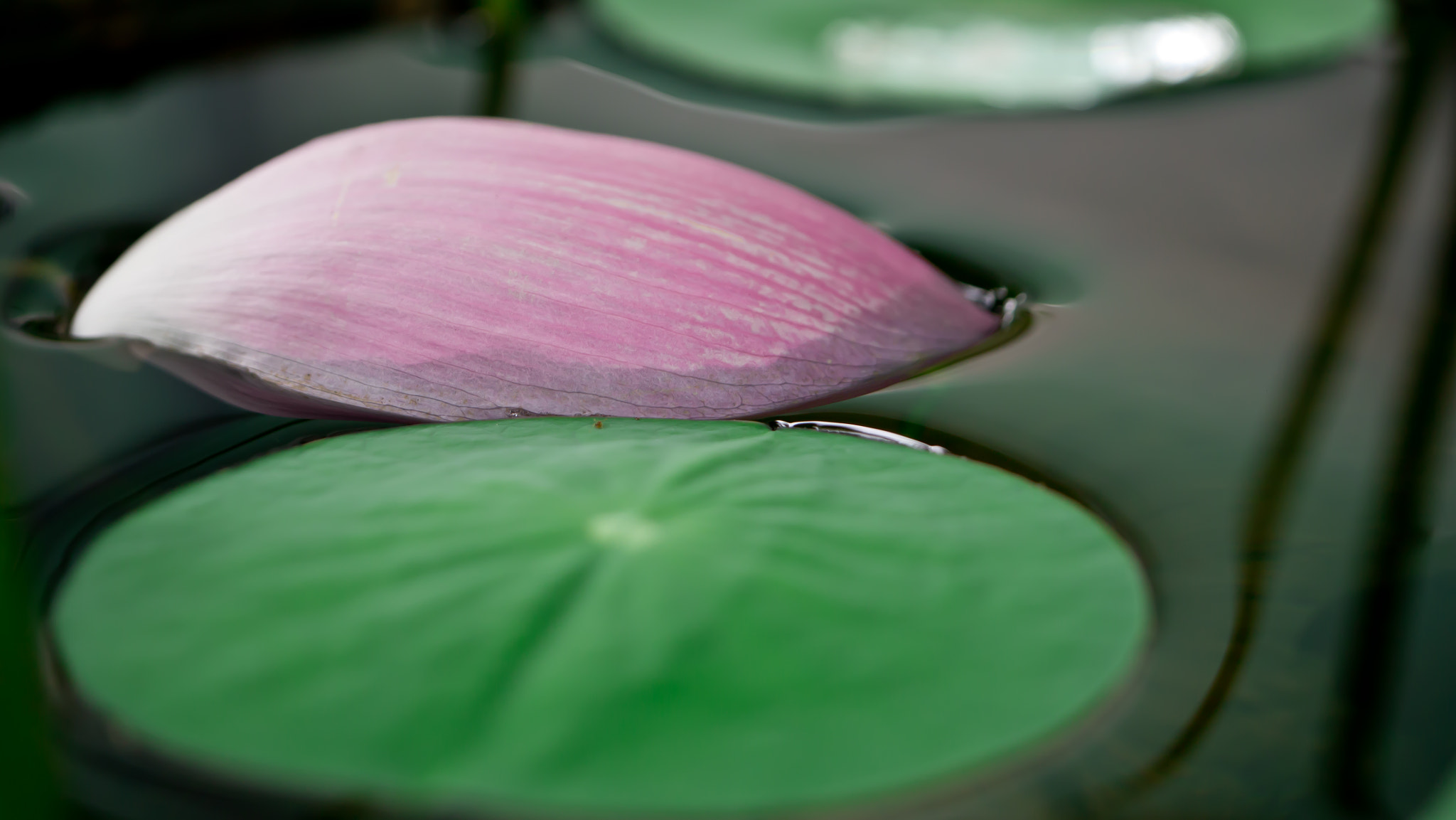 Panasonic Lumix DMC-GX1 sample photo. Lotus photography