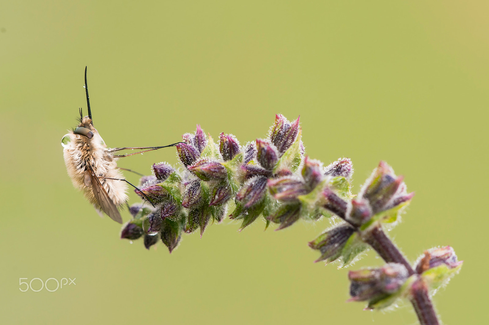 Sigma 150mm F2.8 EX DG Macro HSM sample photo. Bombyliidae photography