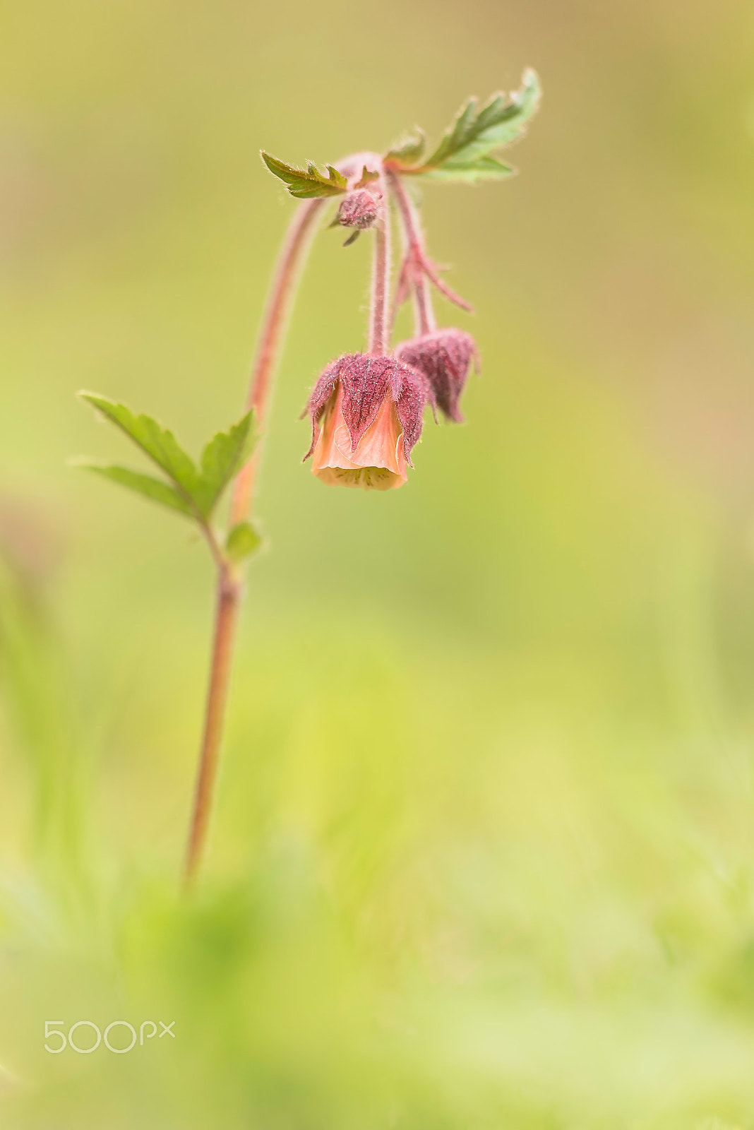 Sigma 150mm F2.8 EX DG Macro HSM sample photo. Geum rivale, water avens (bachnelkenwurz) photography