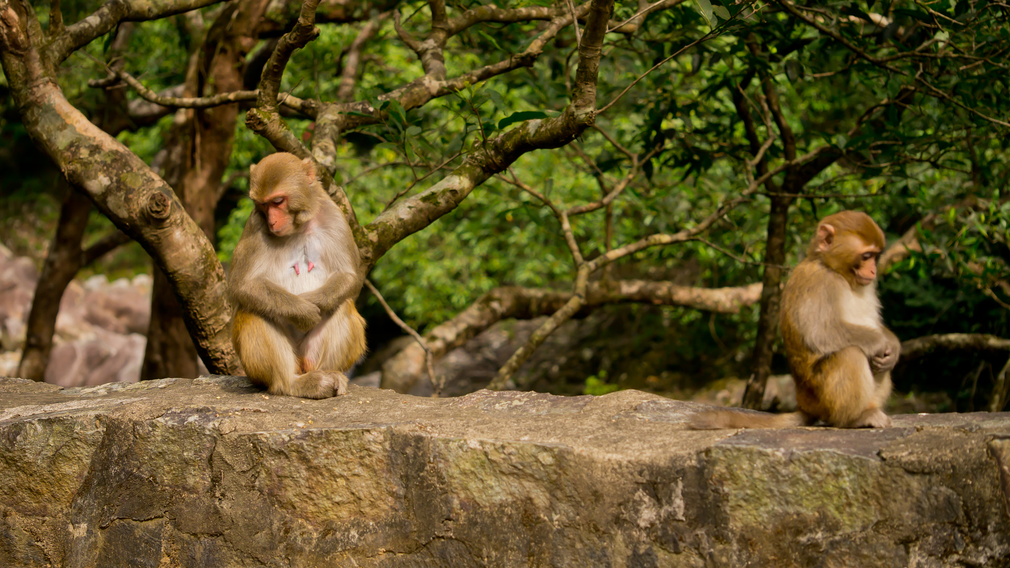 Panasonic Lumix DMC-GX1 + Panasonic Leica DG Macro-Elmarit 45mm F2.8 ASPH OIS sample photo. Monkey photography