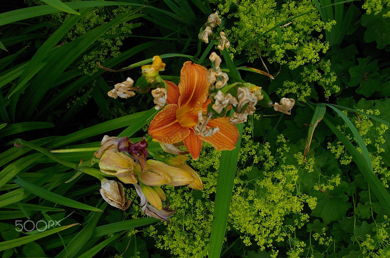 Pentax Optio E60 sample photo. Orange petals and shades of green photography