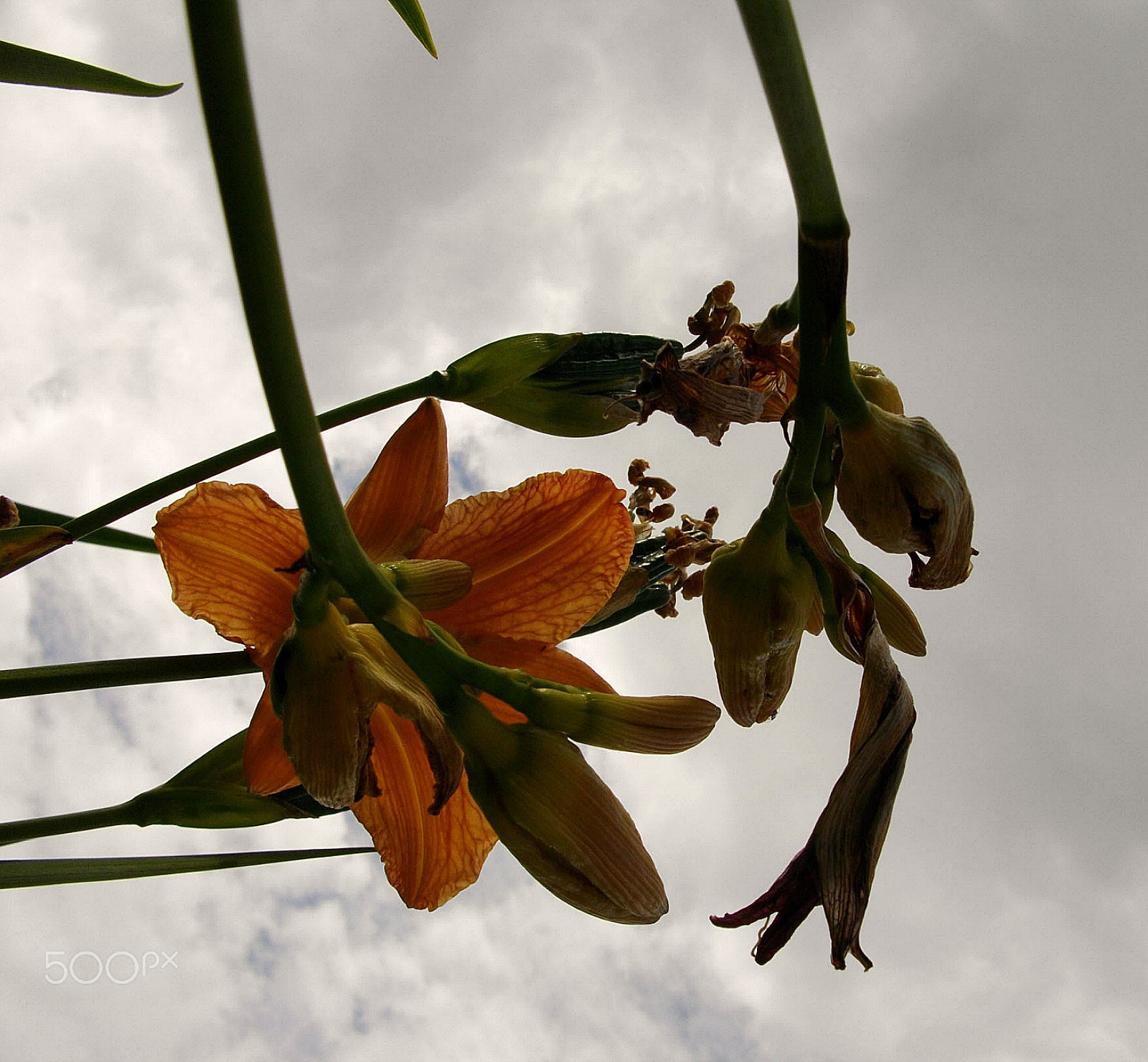 Pentax Optio E60 sample photo. Looking up to the sky iii photography